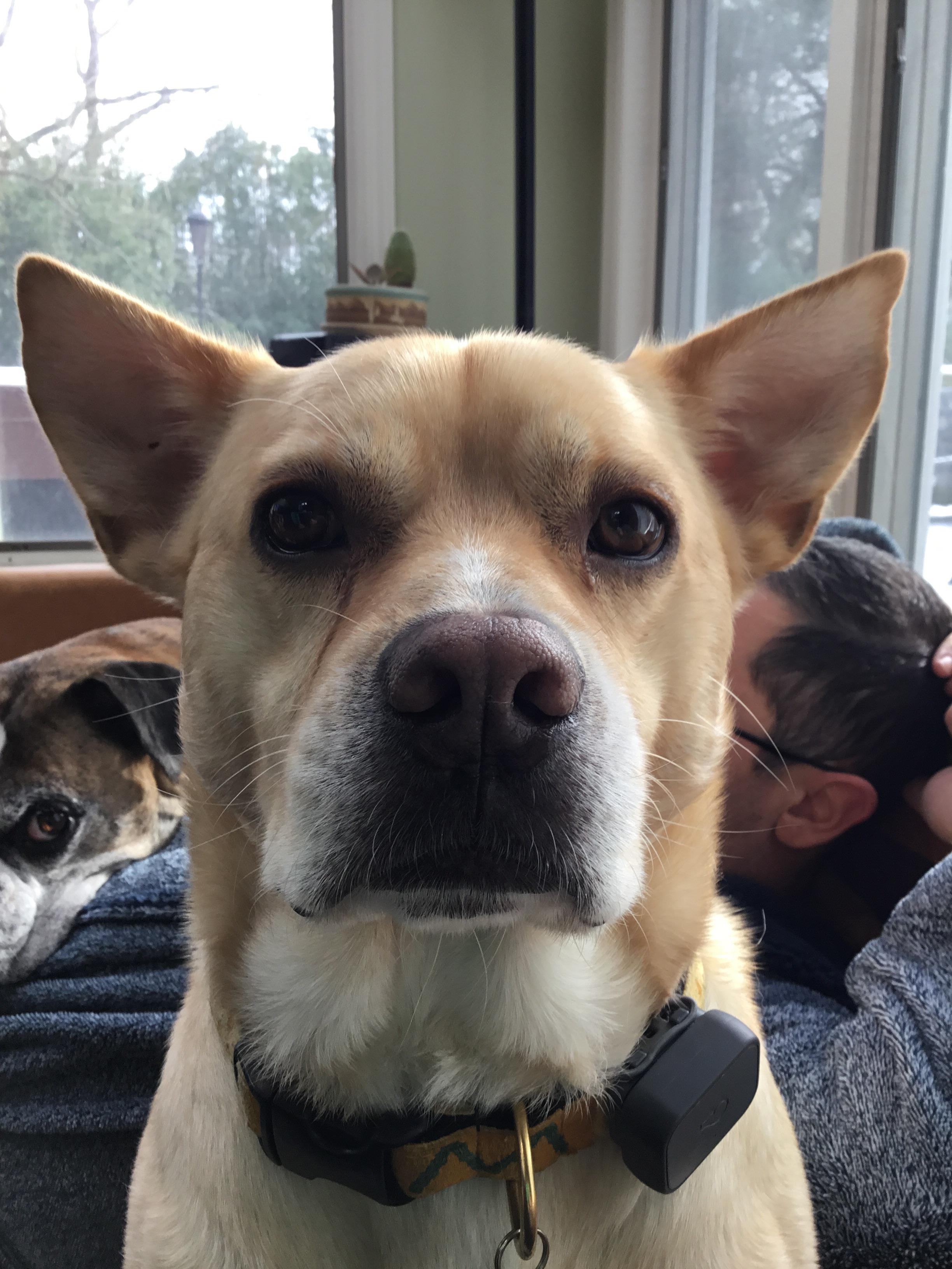 He Does A Great Head Tilt My Dogs Big Pointy Ears I