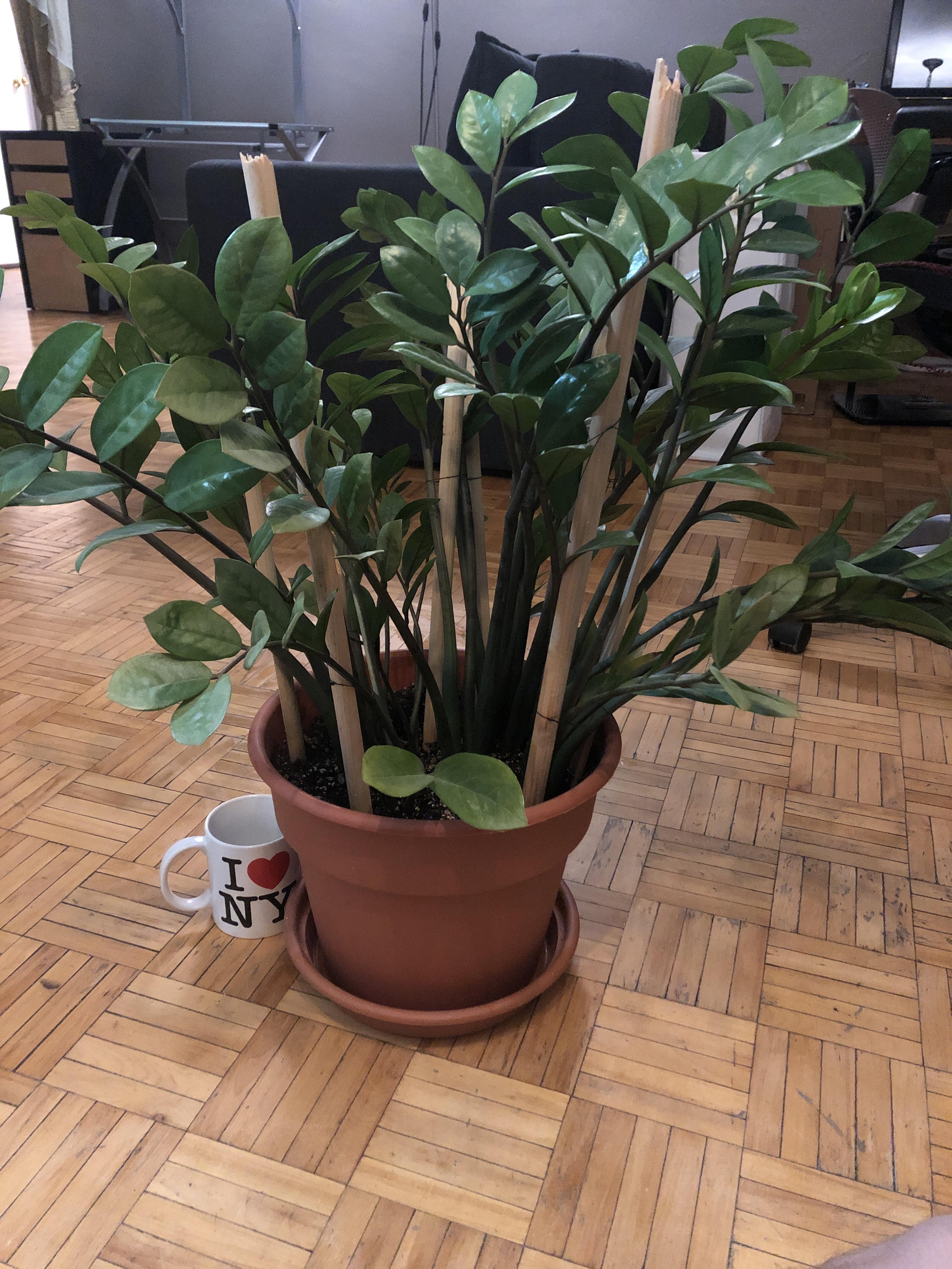 This is the zz plant. I’ve had it for 5 years now and what are some