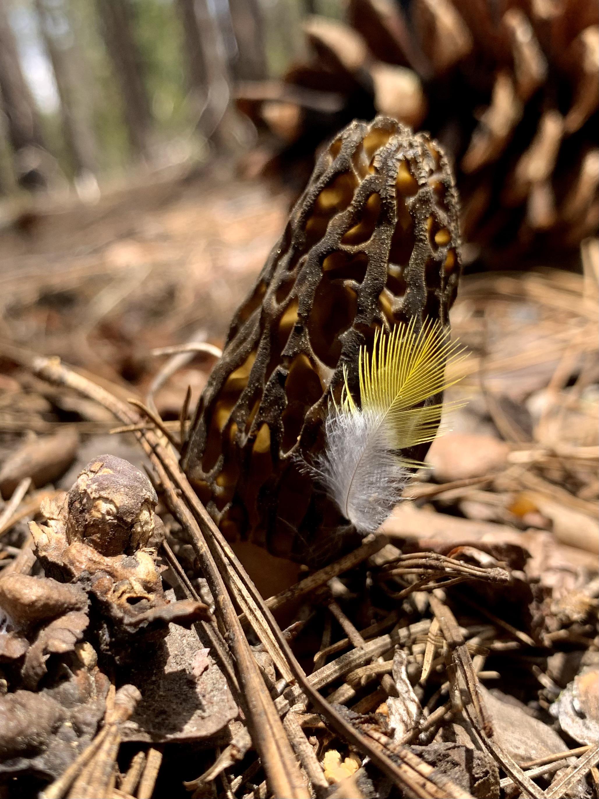 Beautiful find in Northern California today r/Morel_Hunting