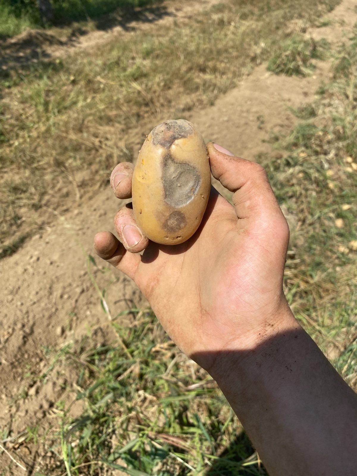 What is this rot in my potatoes? r/plantclinic