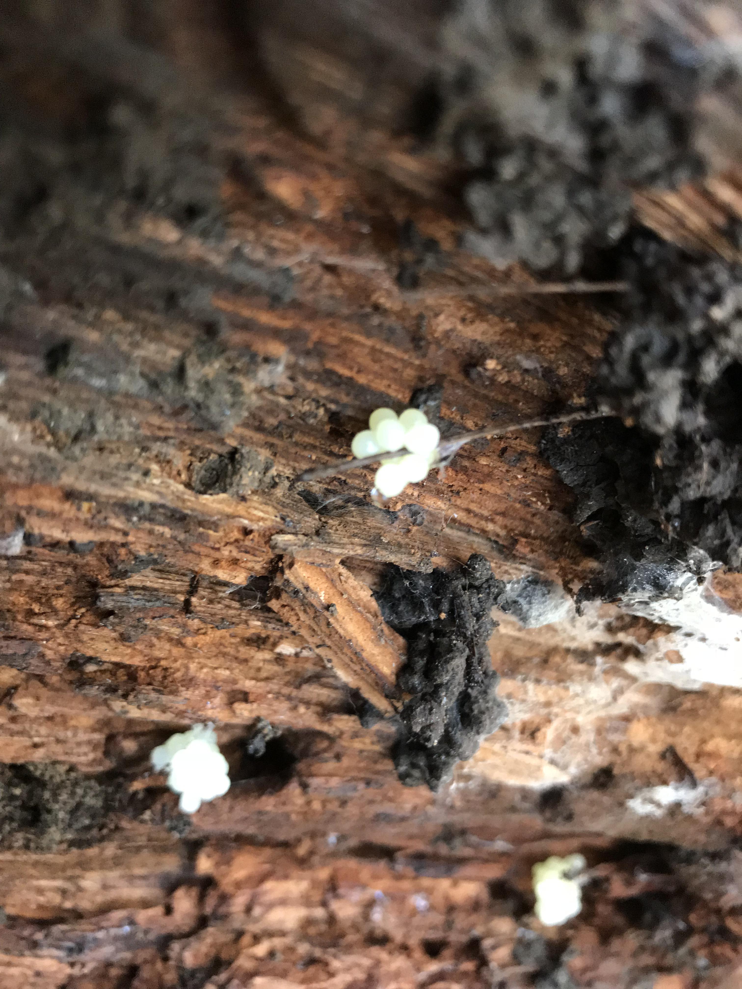 Redbacked salamander eggs (New York City) r/herpetology