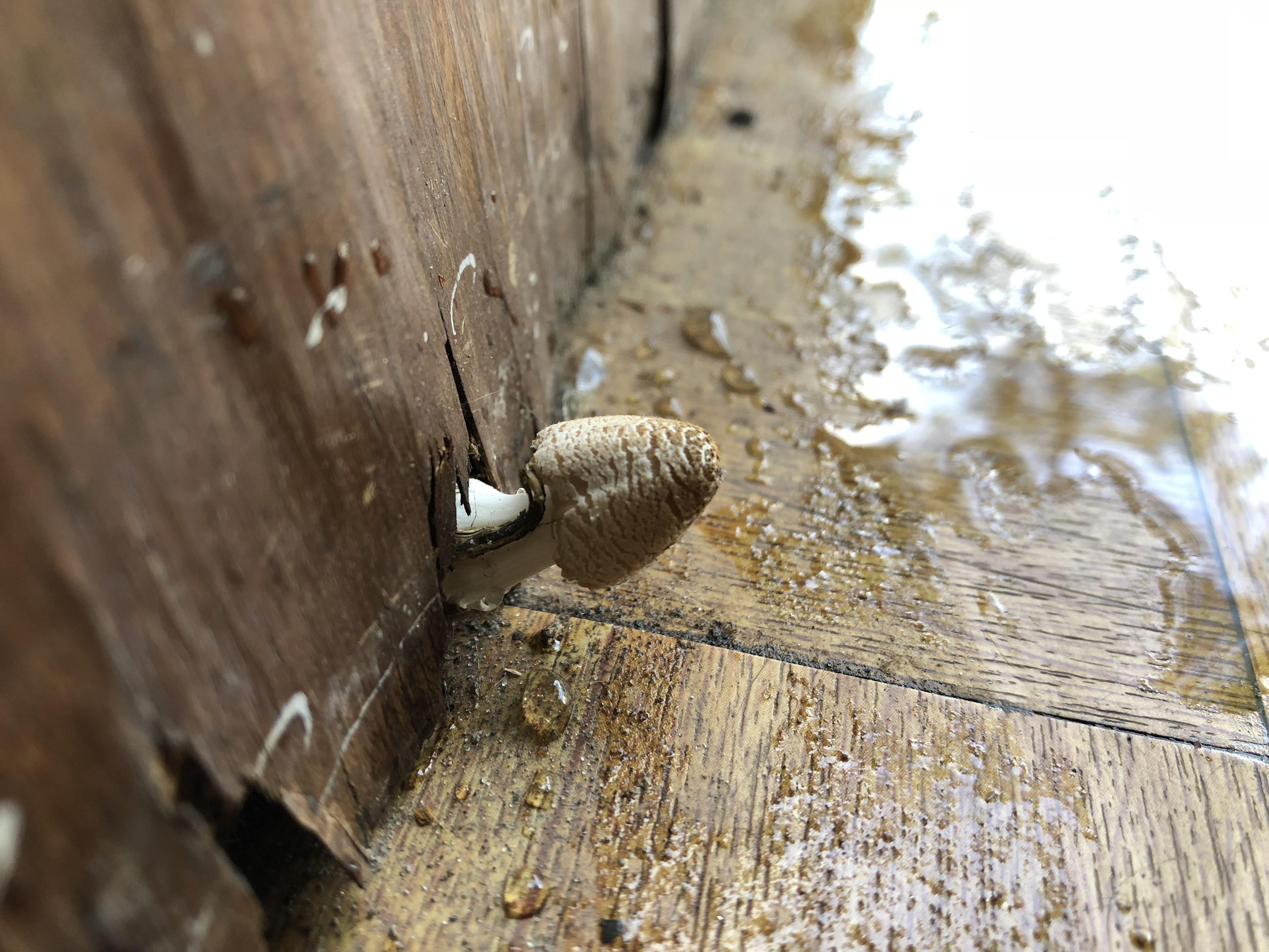 I'm not 100 sure but I think this little buddy grew up over the night