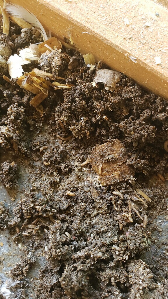 Worms in Chicken Poop when cleaning Coop (question/advice in comments) r/BackYardChickens