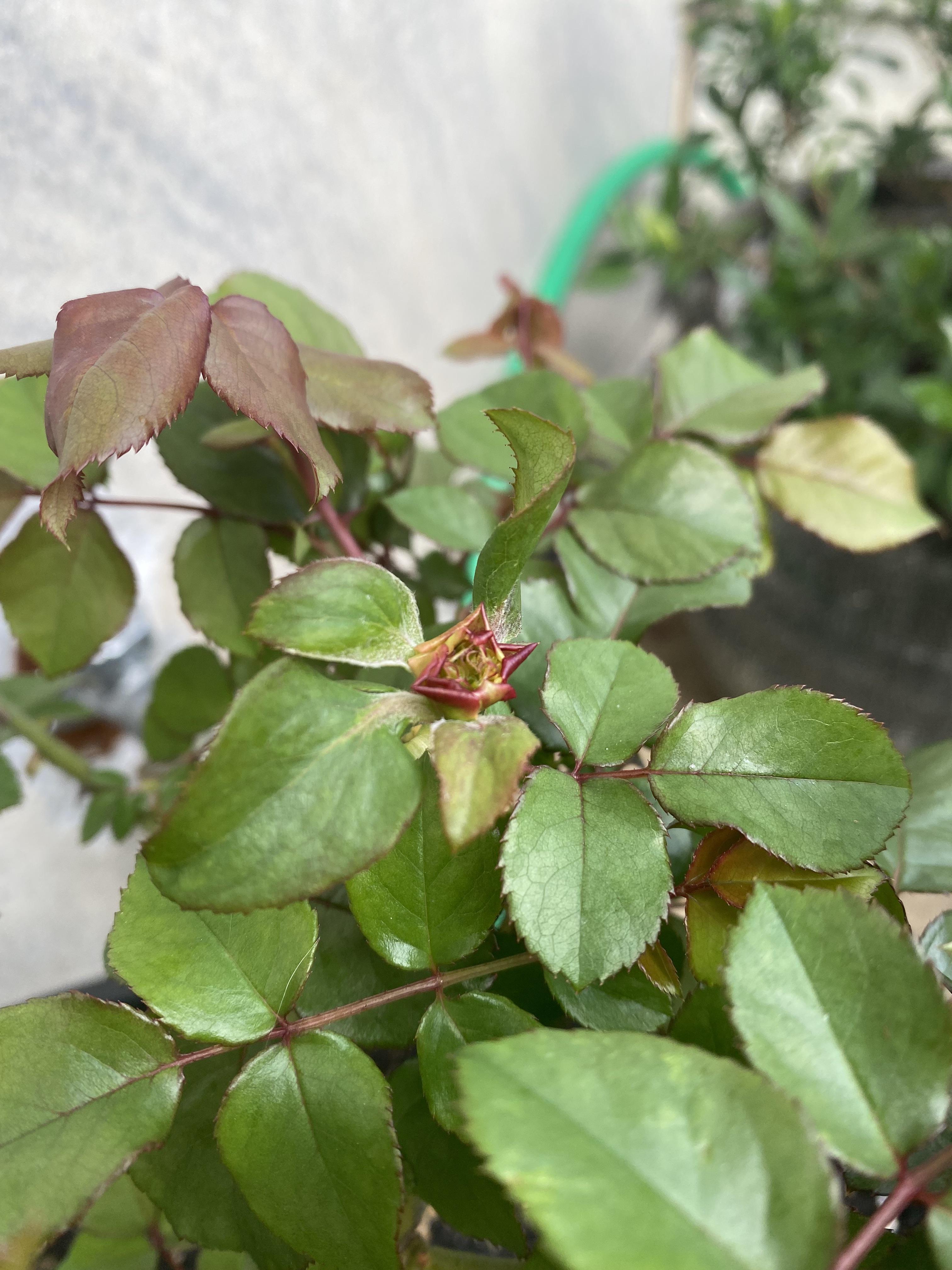 What is this growth on my Savannah Sunbelt? New leaf growth or bud or
