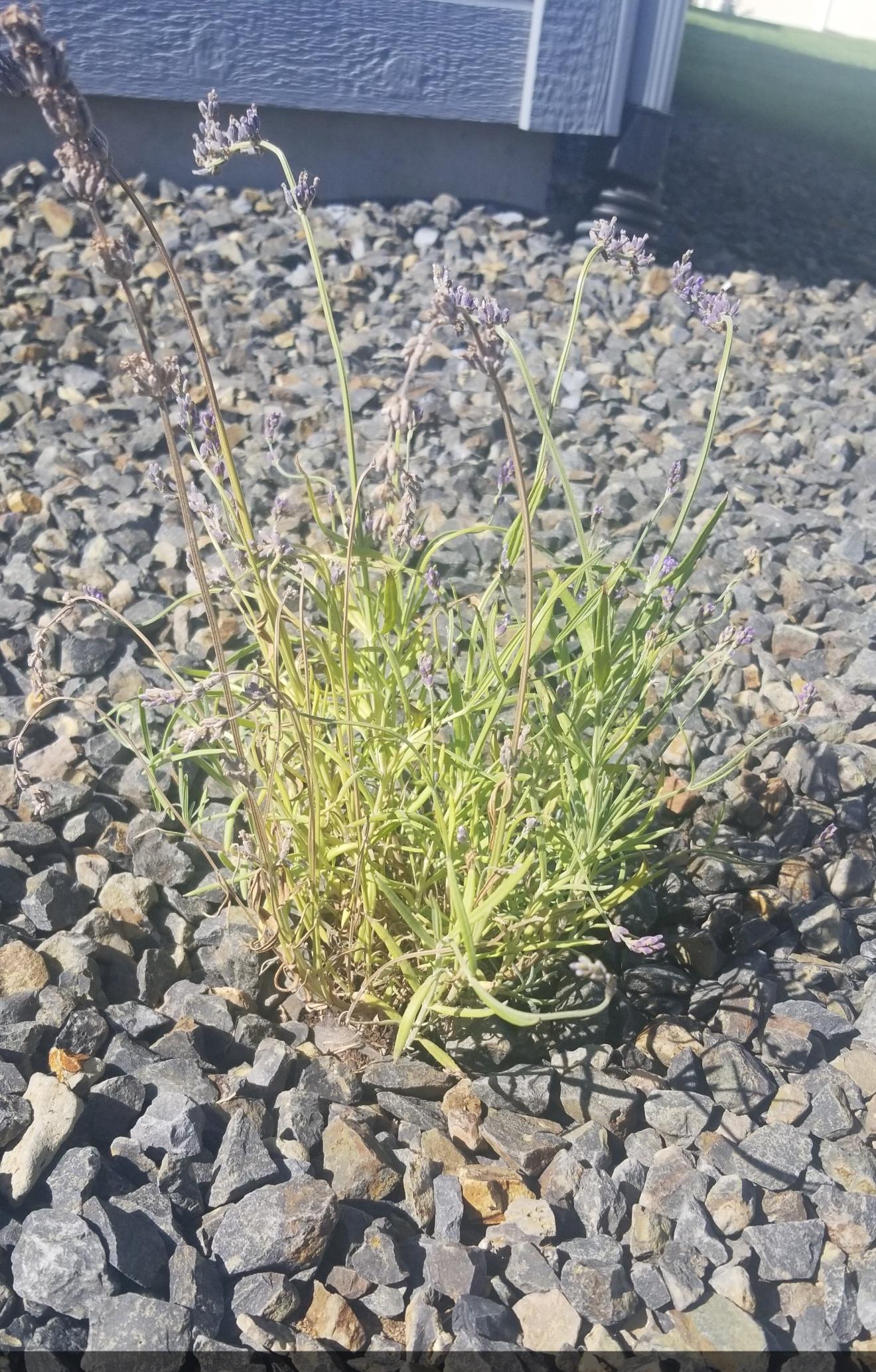 Lavender plant dying? Anything to help or is it beyond help? Planted it