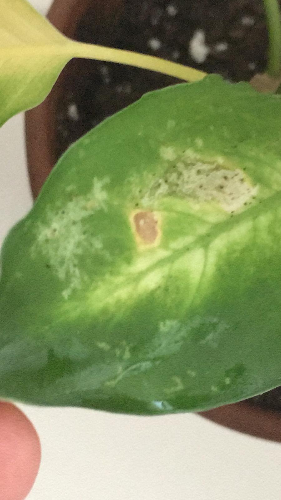 What are these spots on my diffenbachia (dumb cane) and how do I fix it? r/plantclinic