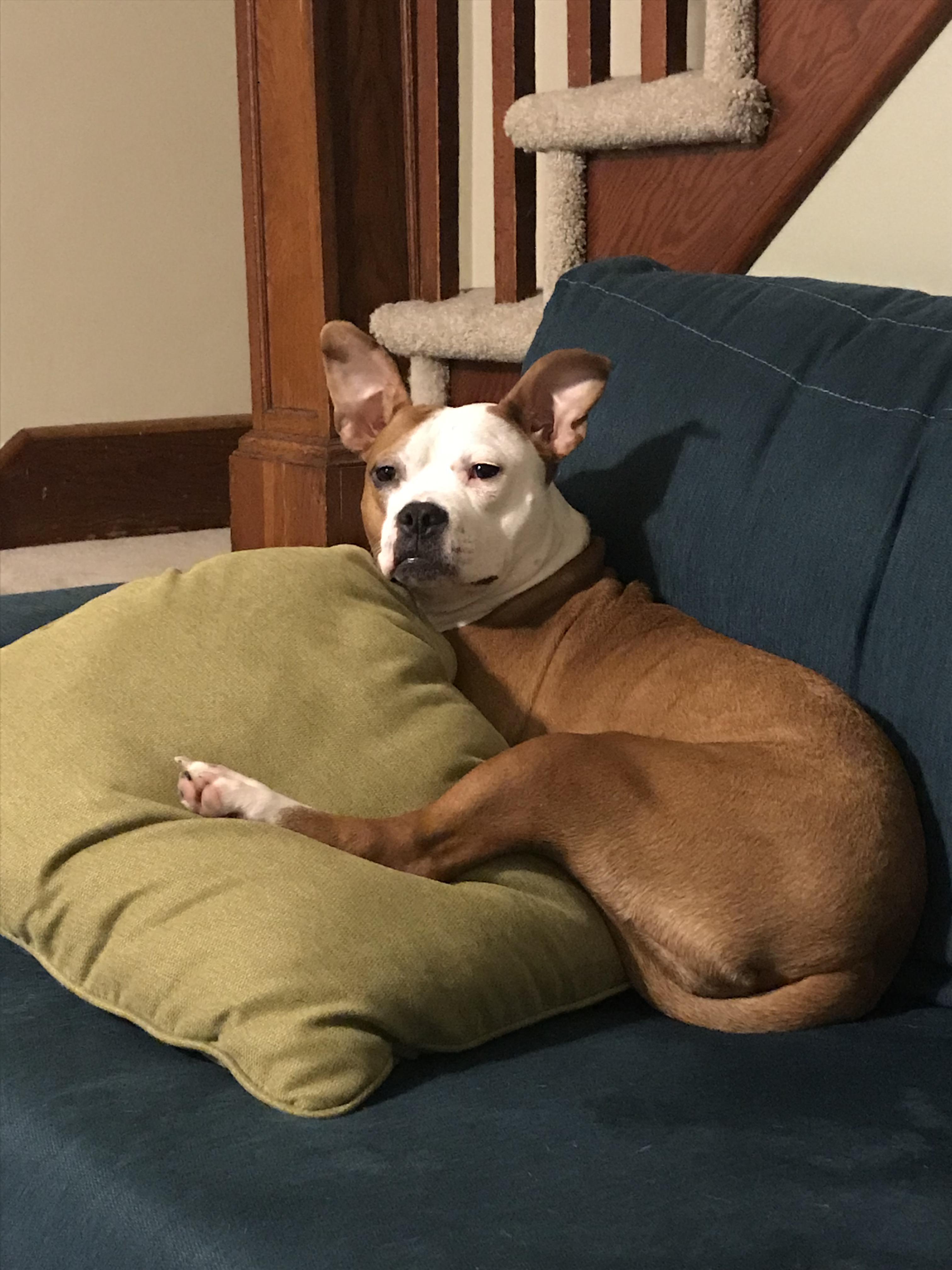 88 American Staffordshire Terrier 12 French Bulldog. She