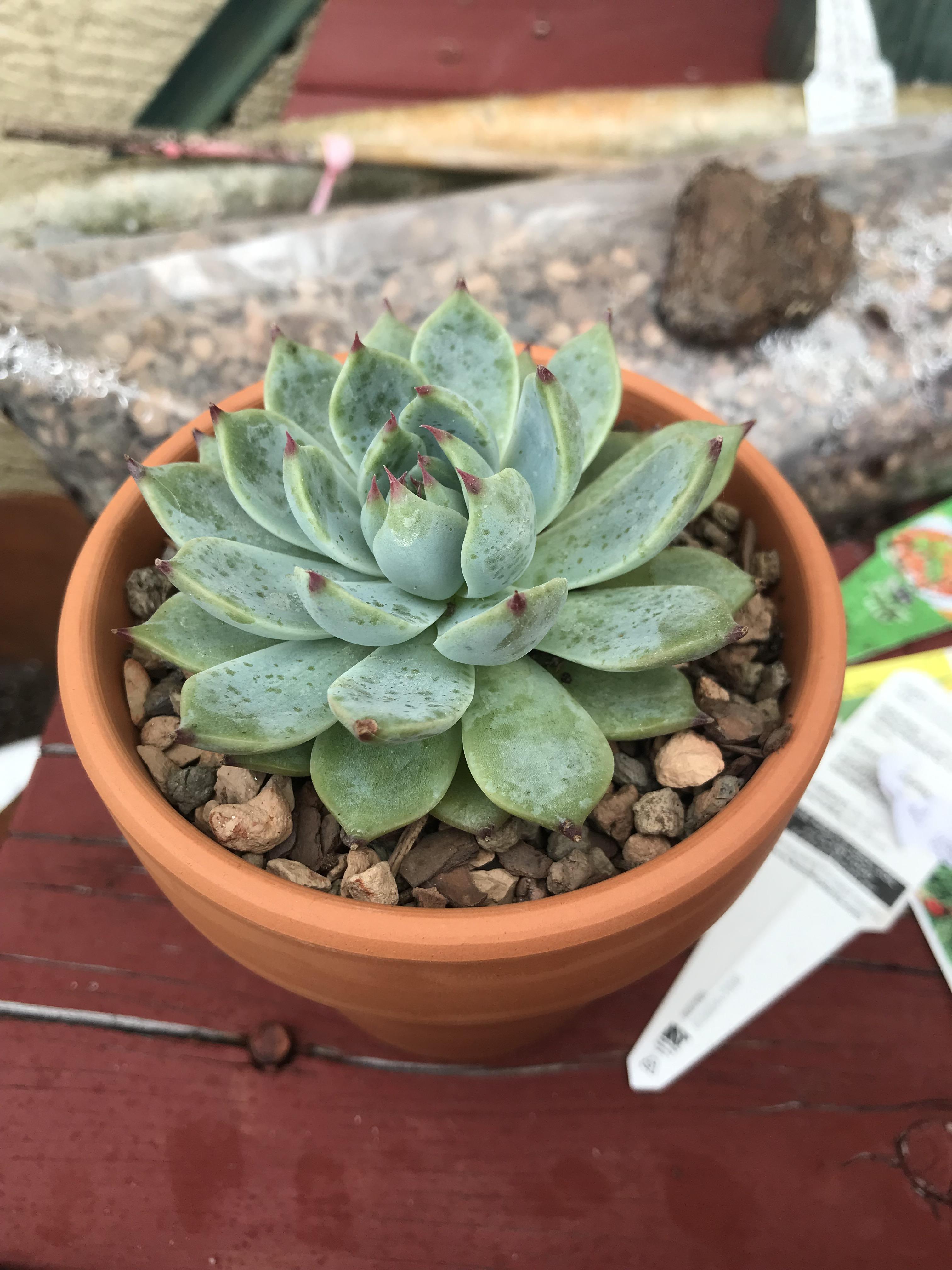 Why does my succulent have these spots on it? r/succulents