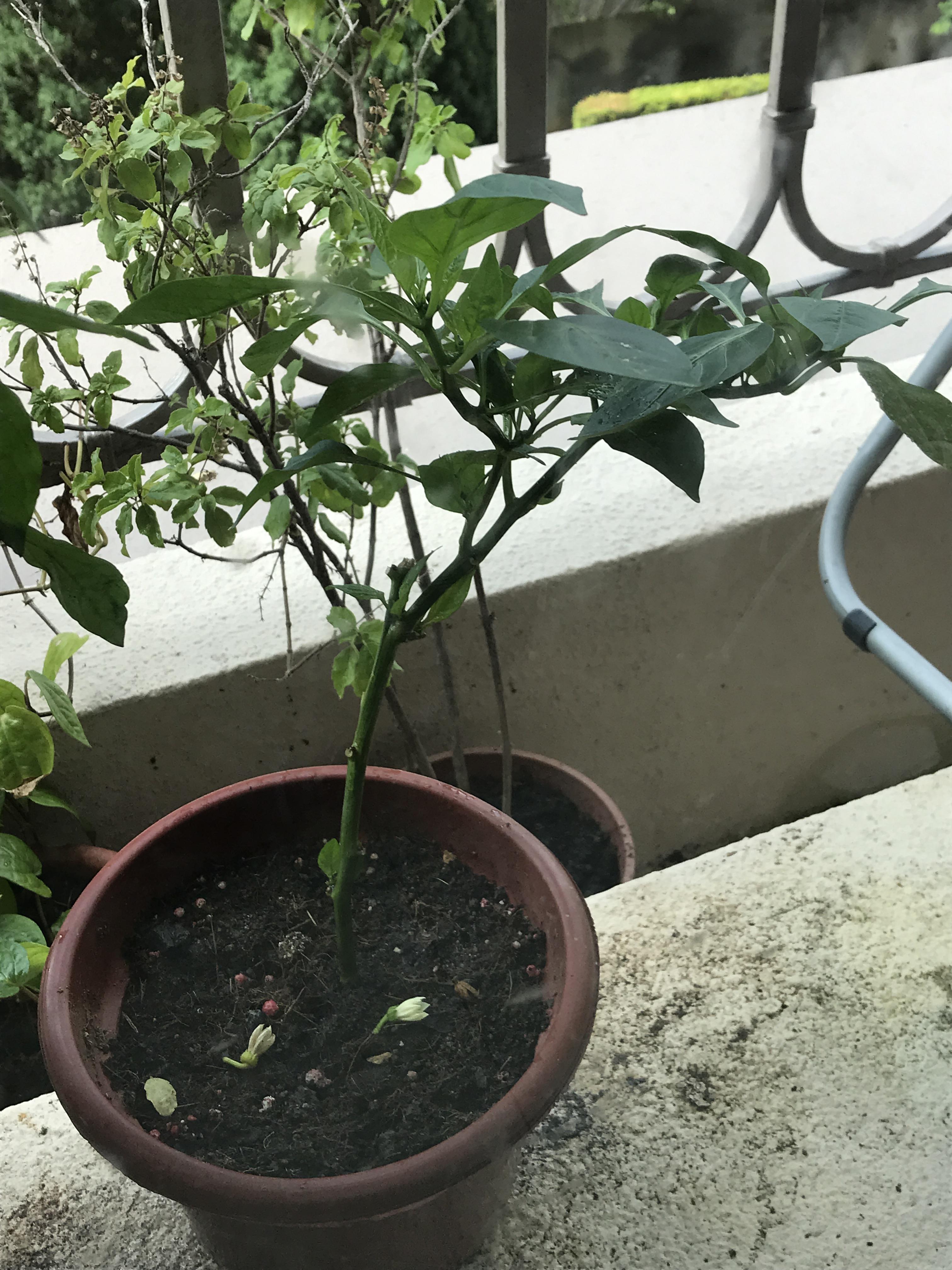 Bell pepper flowers but it falls off, how to make it bear peppers r