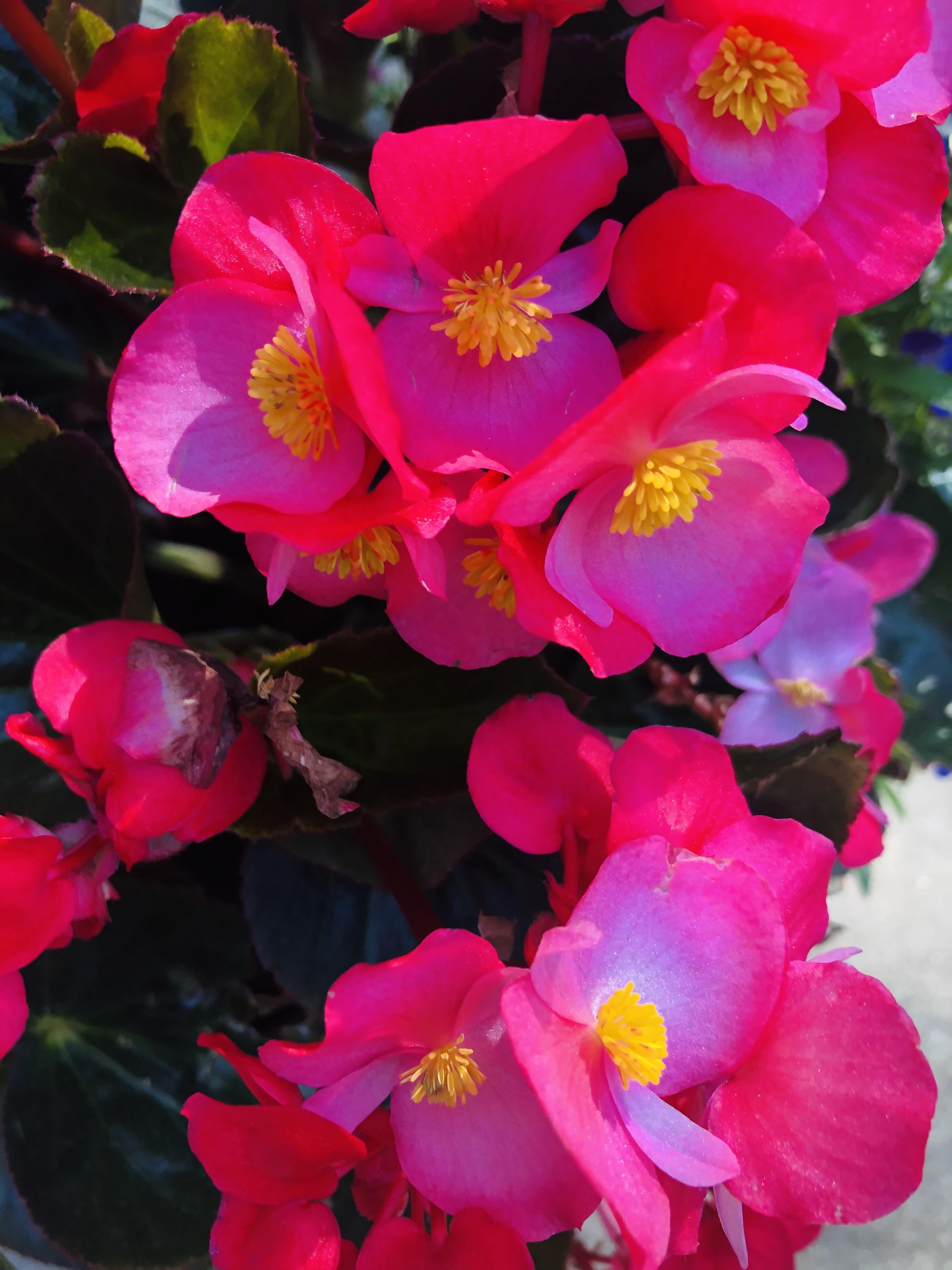 Scarlet Begonias r/gratefuldead