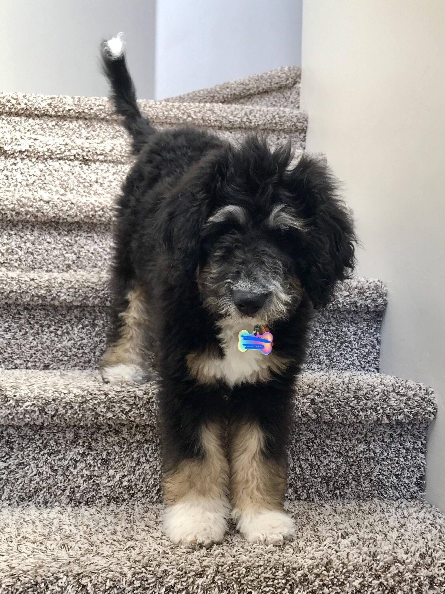 334 best r/bernedoodles images on Pholder Karter is new to , tv,radio