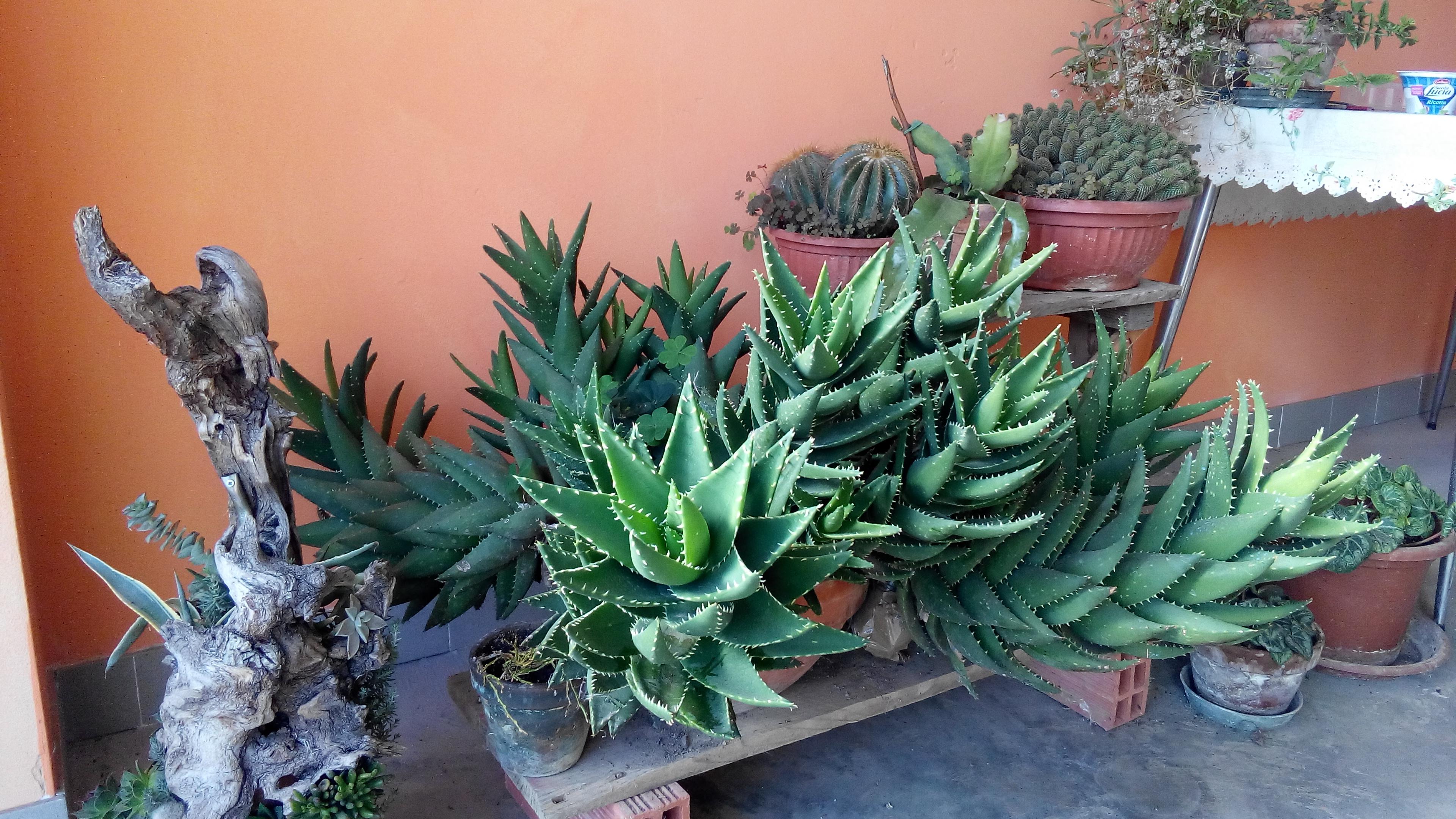 My dad's huge aloe vera. It's beautiful and super heavy 😁 r/gardening