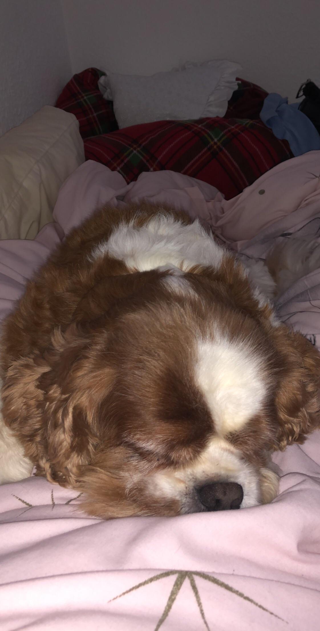 Anyone else’s the most cuddly dog ever? Can’t beat the snuggles even if