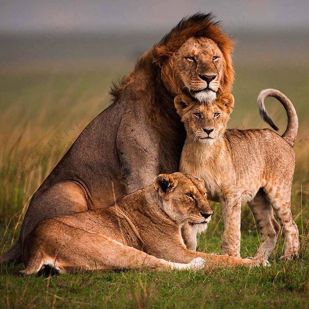🔥 lion family annual photo 🔥 r/NatureIsFuckingLit