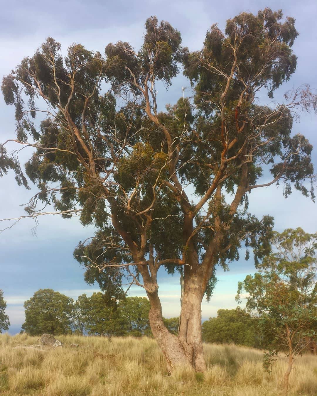 Eucalyptus radiata, Narrowleaved Peppermint Gum. Macedon Ranges