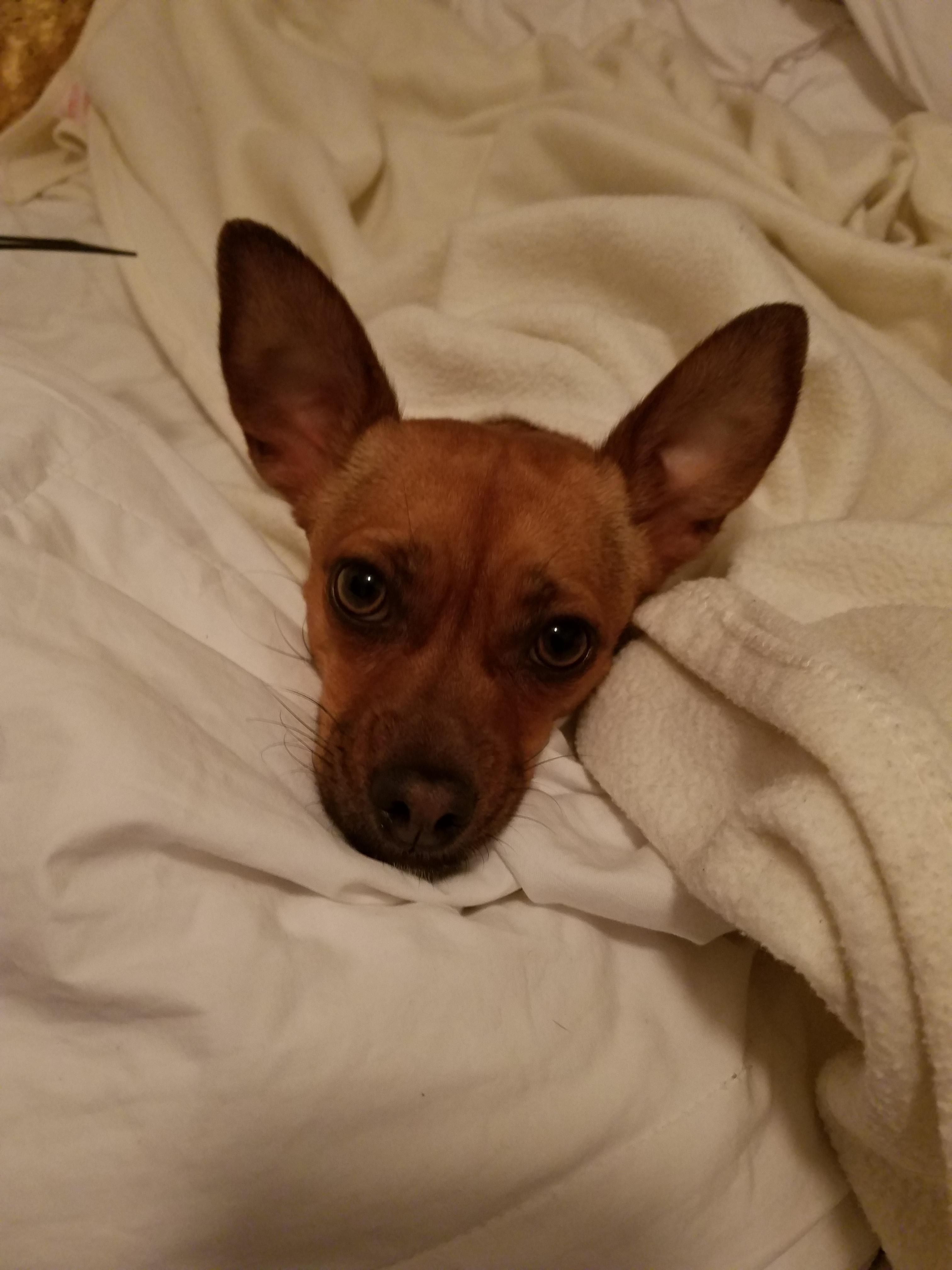 My pupper likes getting under the blanket r/Chihuahua