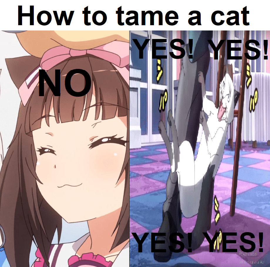 How to tame a cat(girl) [original meme I swear] r/Animemes