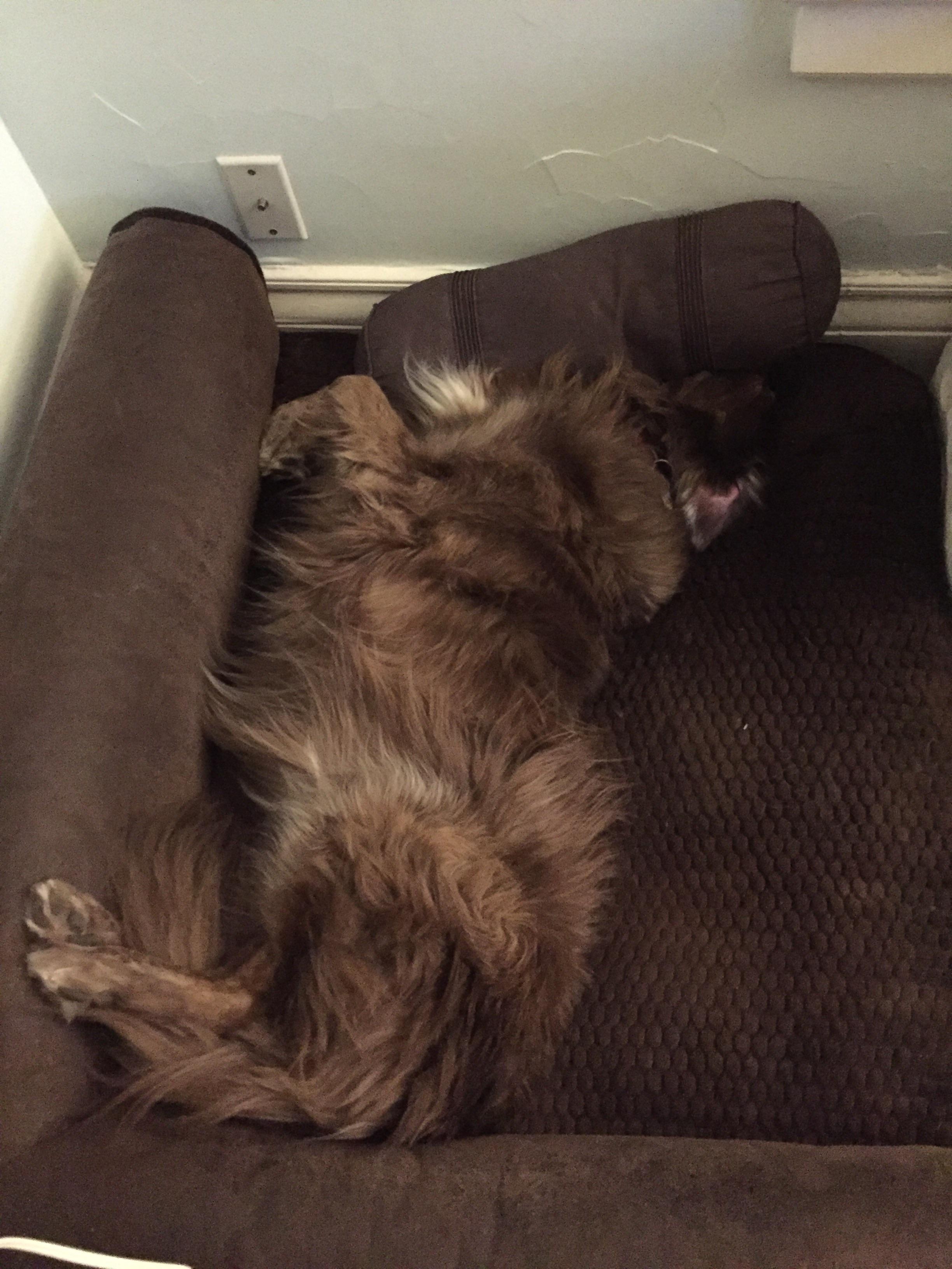 She always sleeps under the pillow r/WhatsWrongWithYourDog