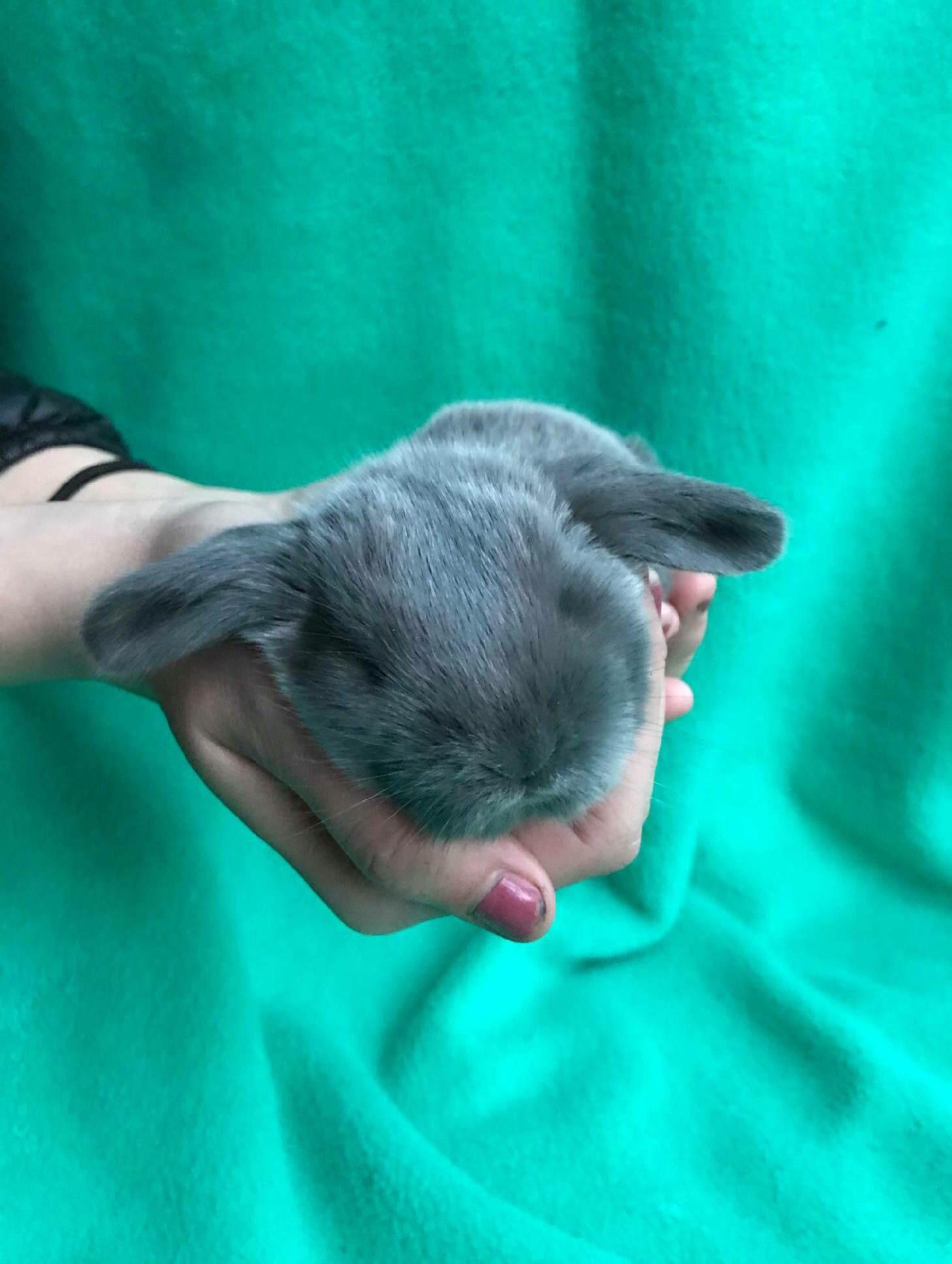 My bunny I am taking home once she reaches 8 weeks old. Everyone meet