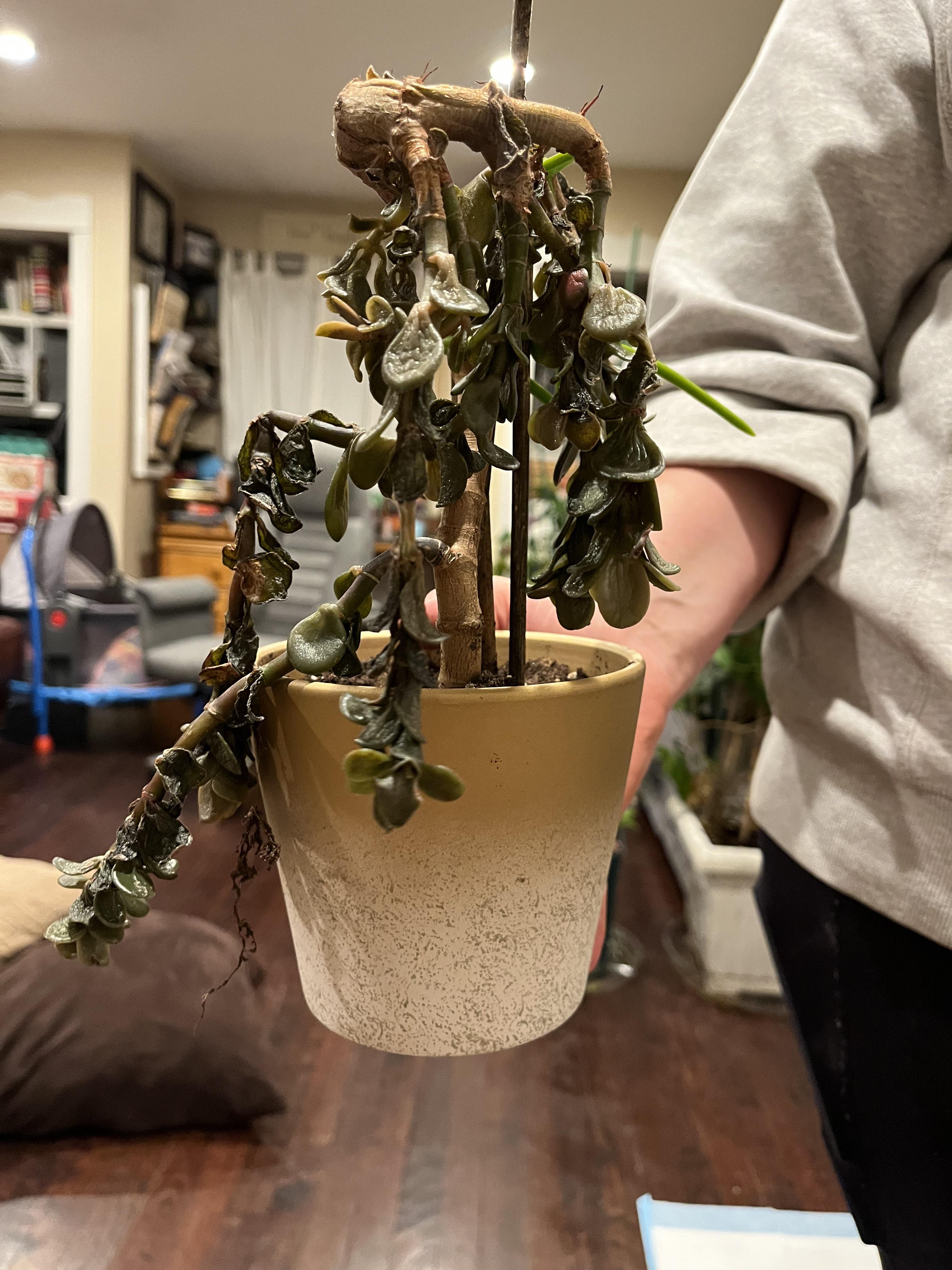 We don’t know what this plant is (maybe a jade). It was in a house fire