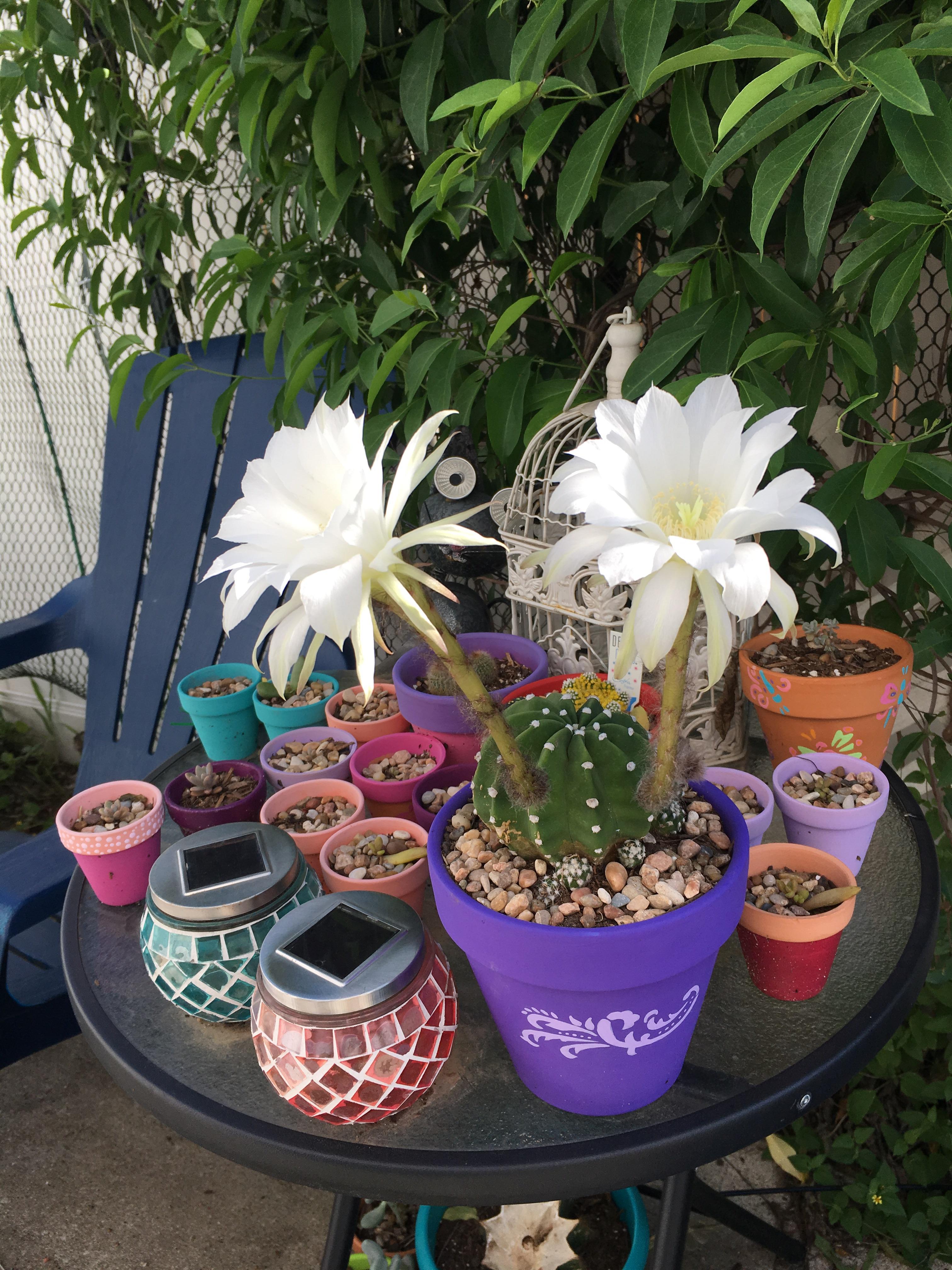 Such a shame the flowers only last a day... pretty!! r/succulents