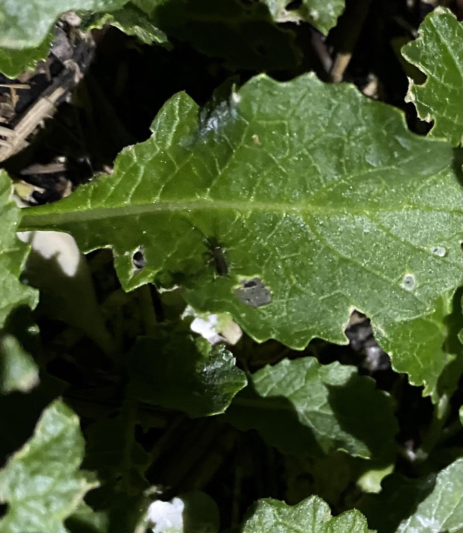 What is this bug eating my radish leaves? (Long Island NY) r/whatsthisbug
