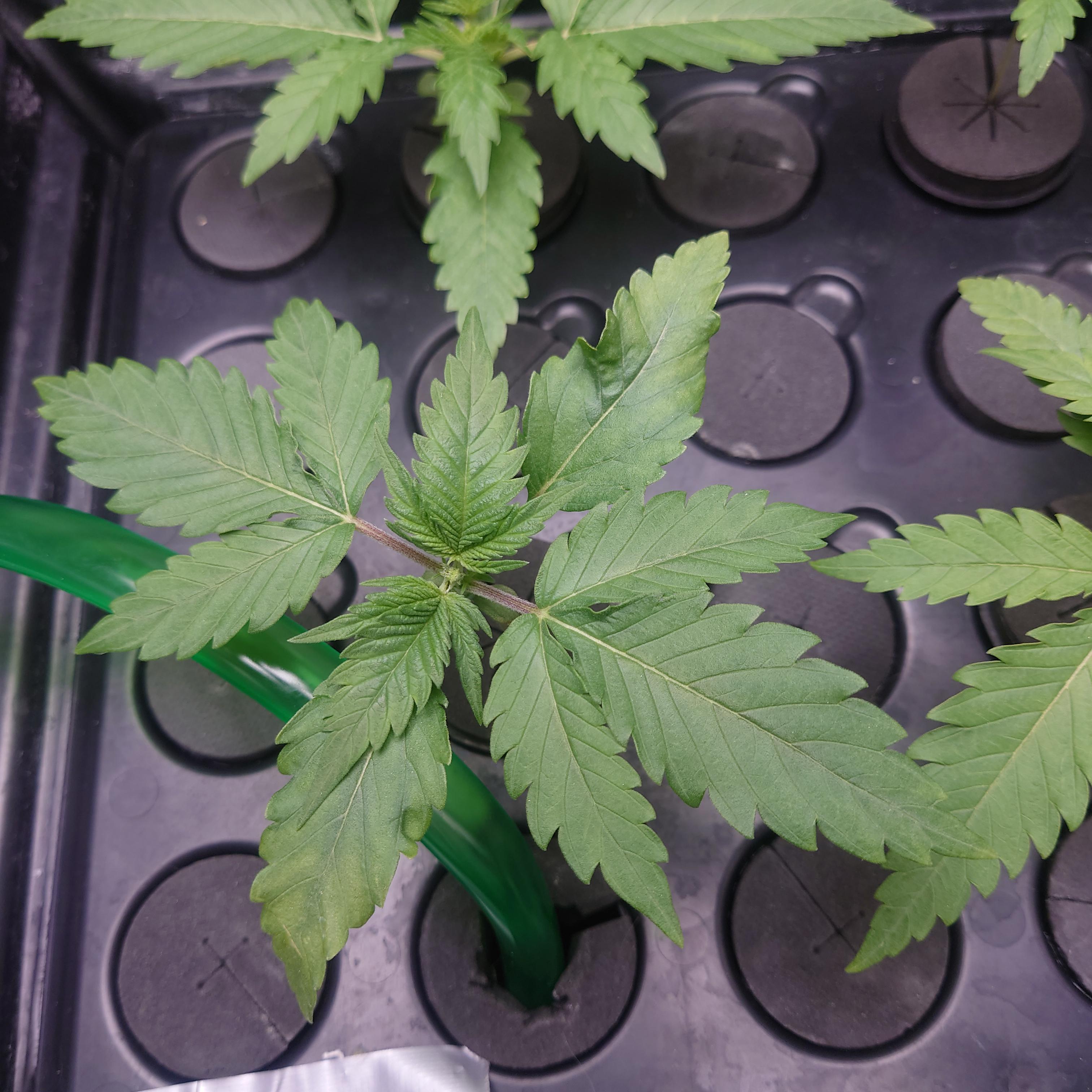 Cannabis leaf veins turning yellow I thought it might be mag or calc