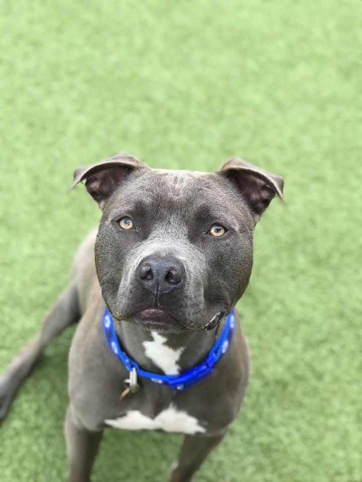 Shy had a great first day at dog daycare r/pitbulls