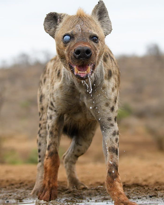 This terrifying Hyena. r/interestingasfuck