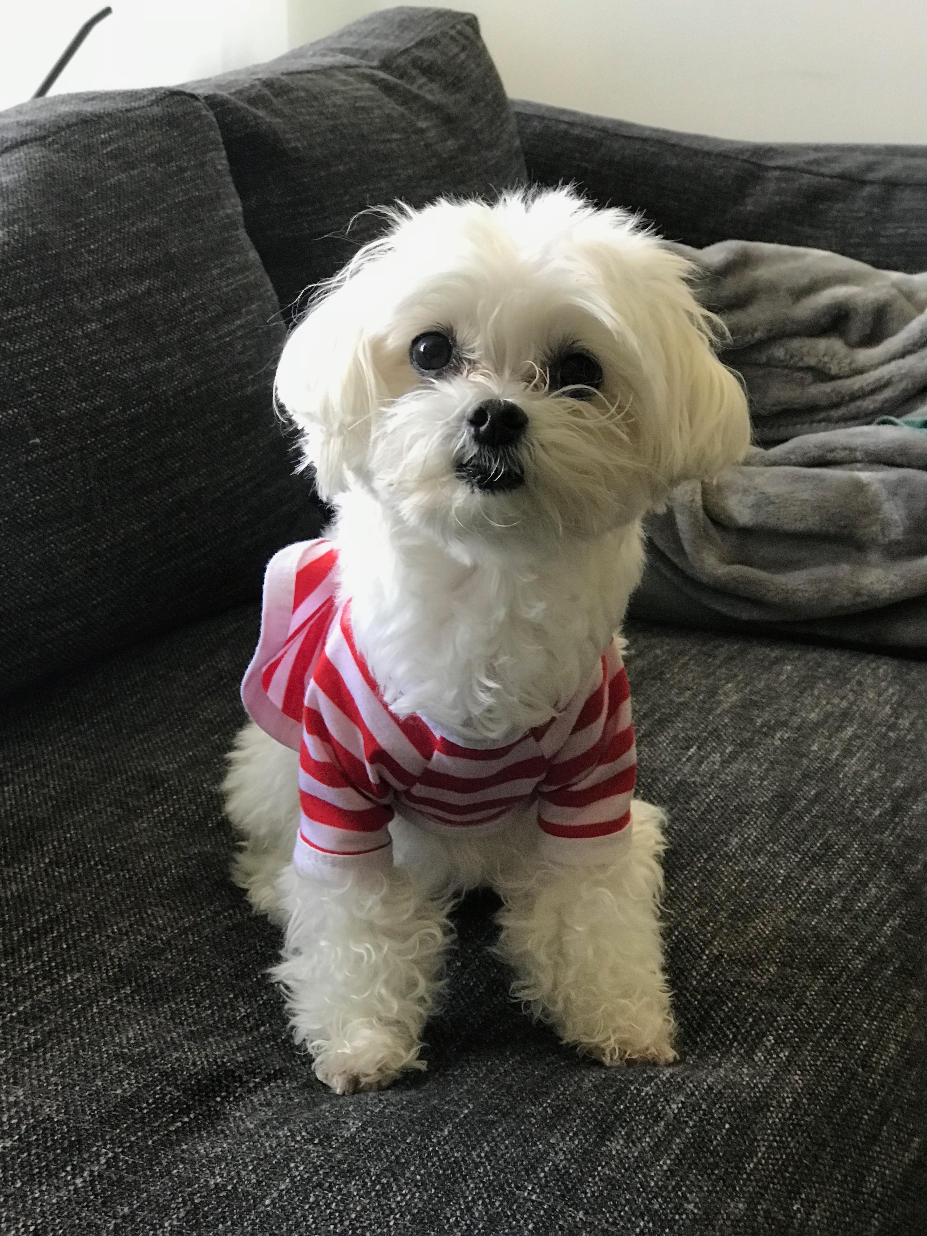 The look when you're about to leave r/Maltese