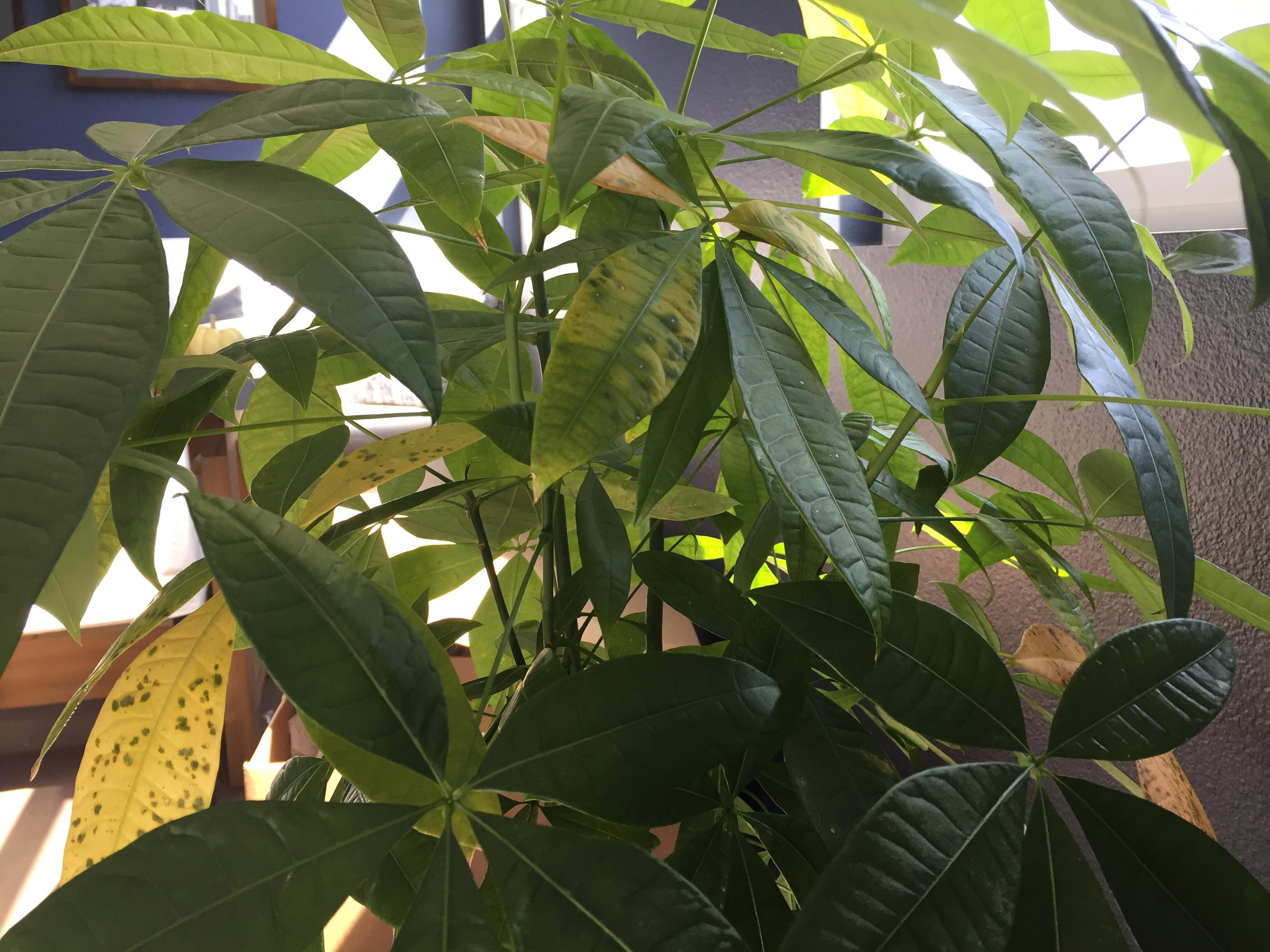 Yellow sticky leaves on a money tree, is this Mealybugs? What’s the