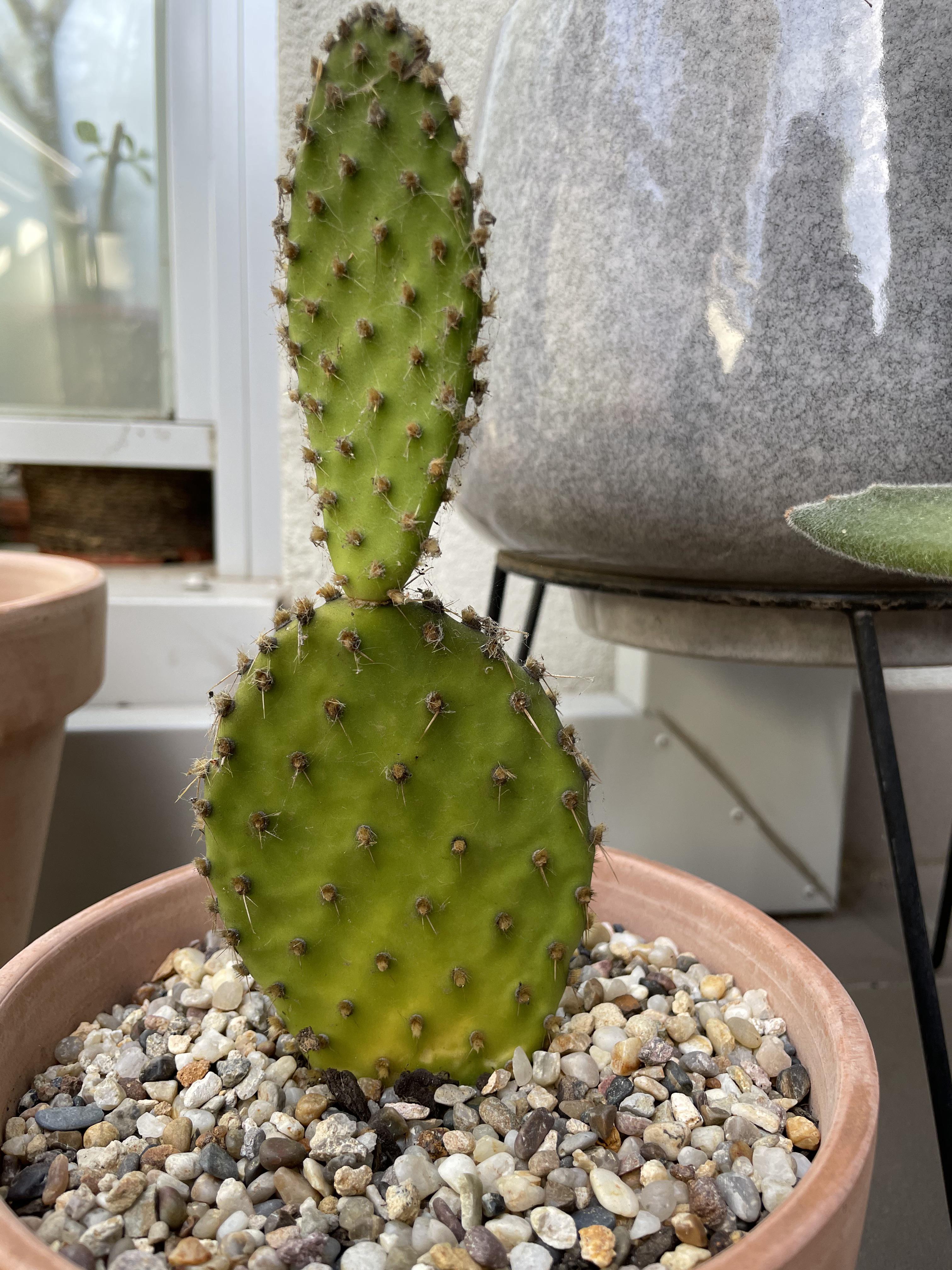 Any idea why is my cactus turning yellow at the base? It hasn’t been