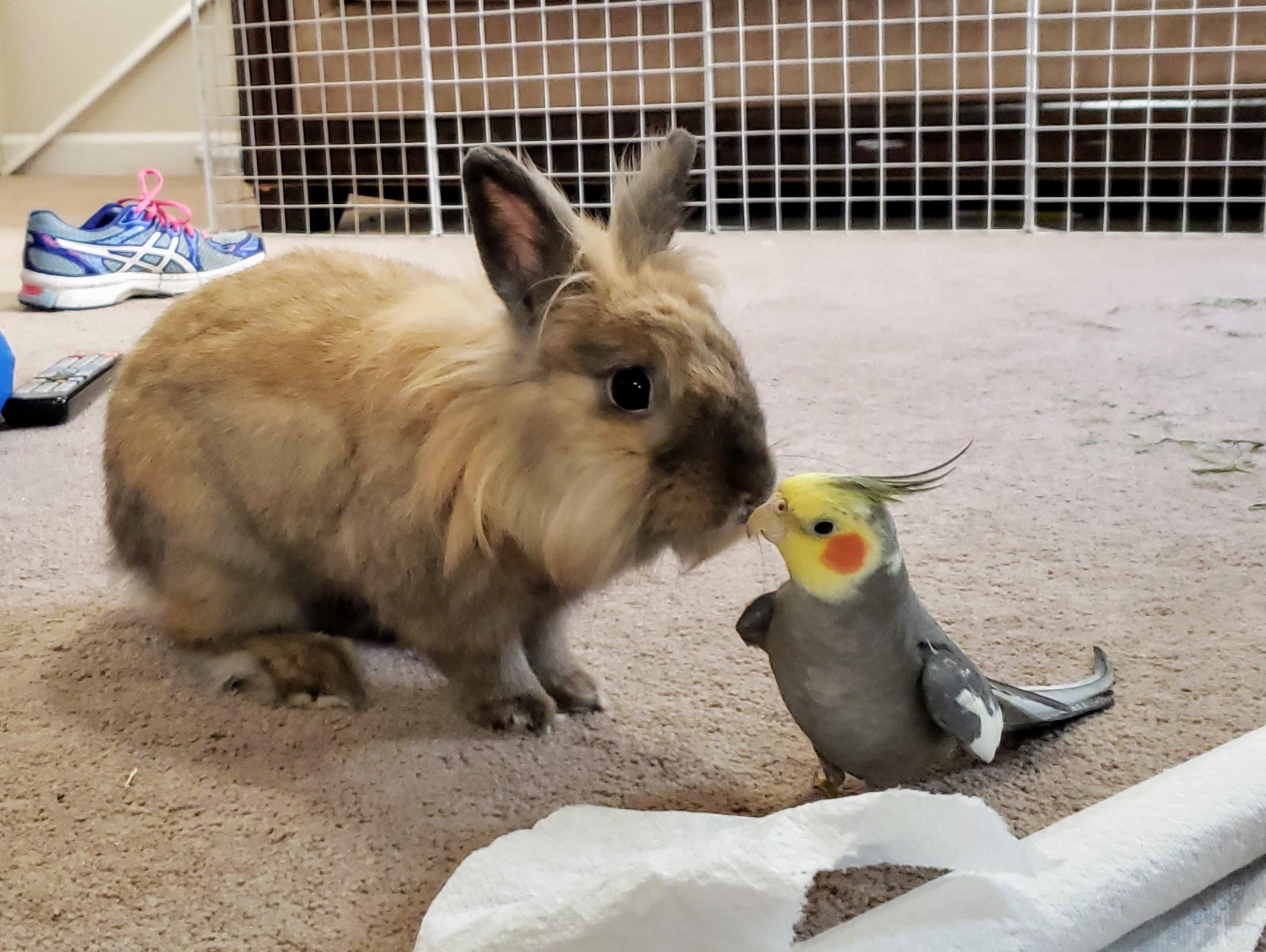Bunny kisses r/Bunnies