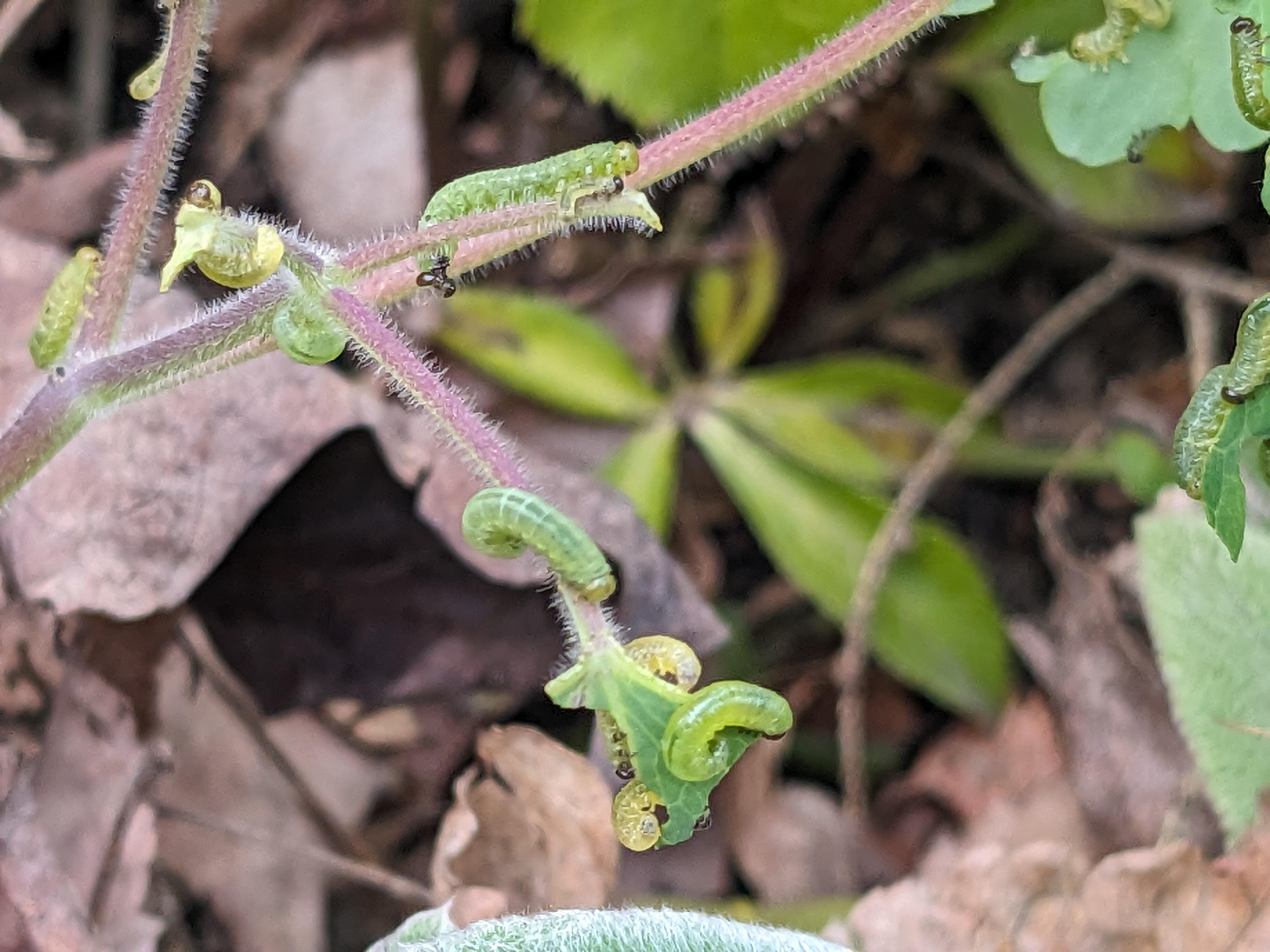 Good caterpillars or bad worms?? Eating columbine in Boston MA. r