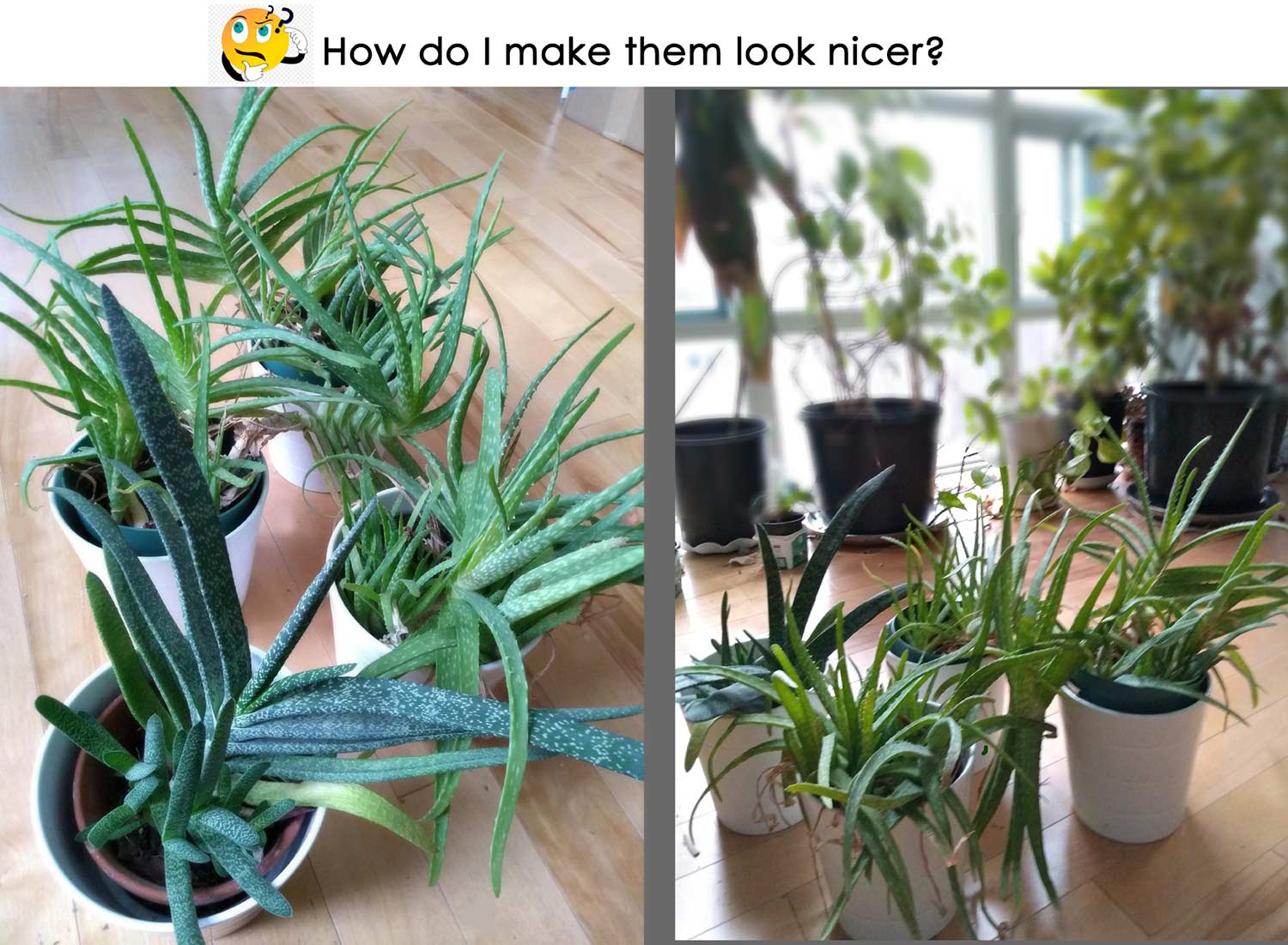 Messy, crowded succulents keep growing bigger. I don't like how they