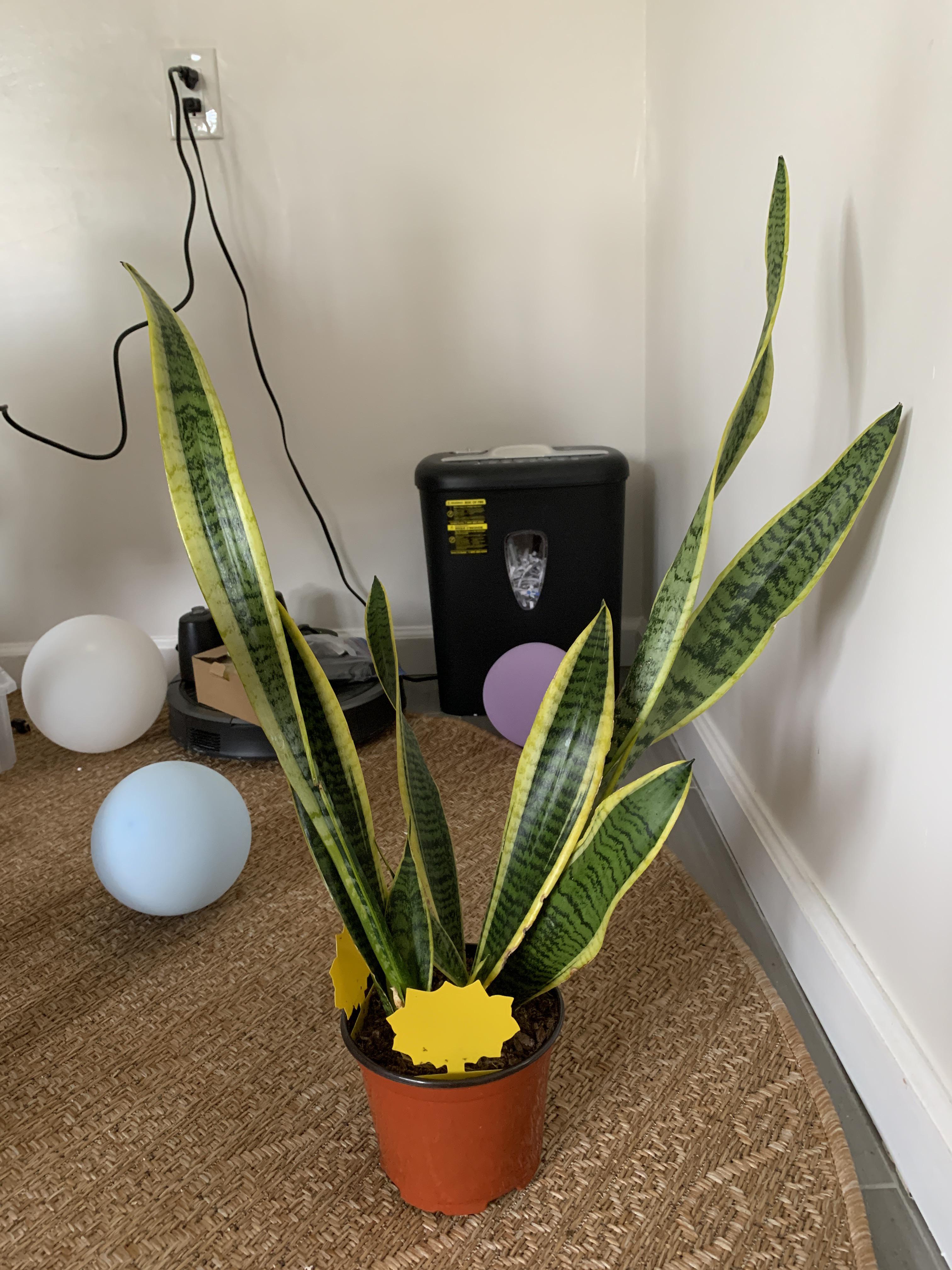 HELP! Snake Plants leaves falling over ( r/plantclinic