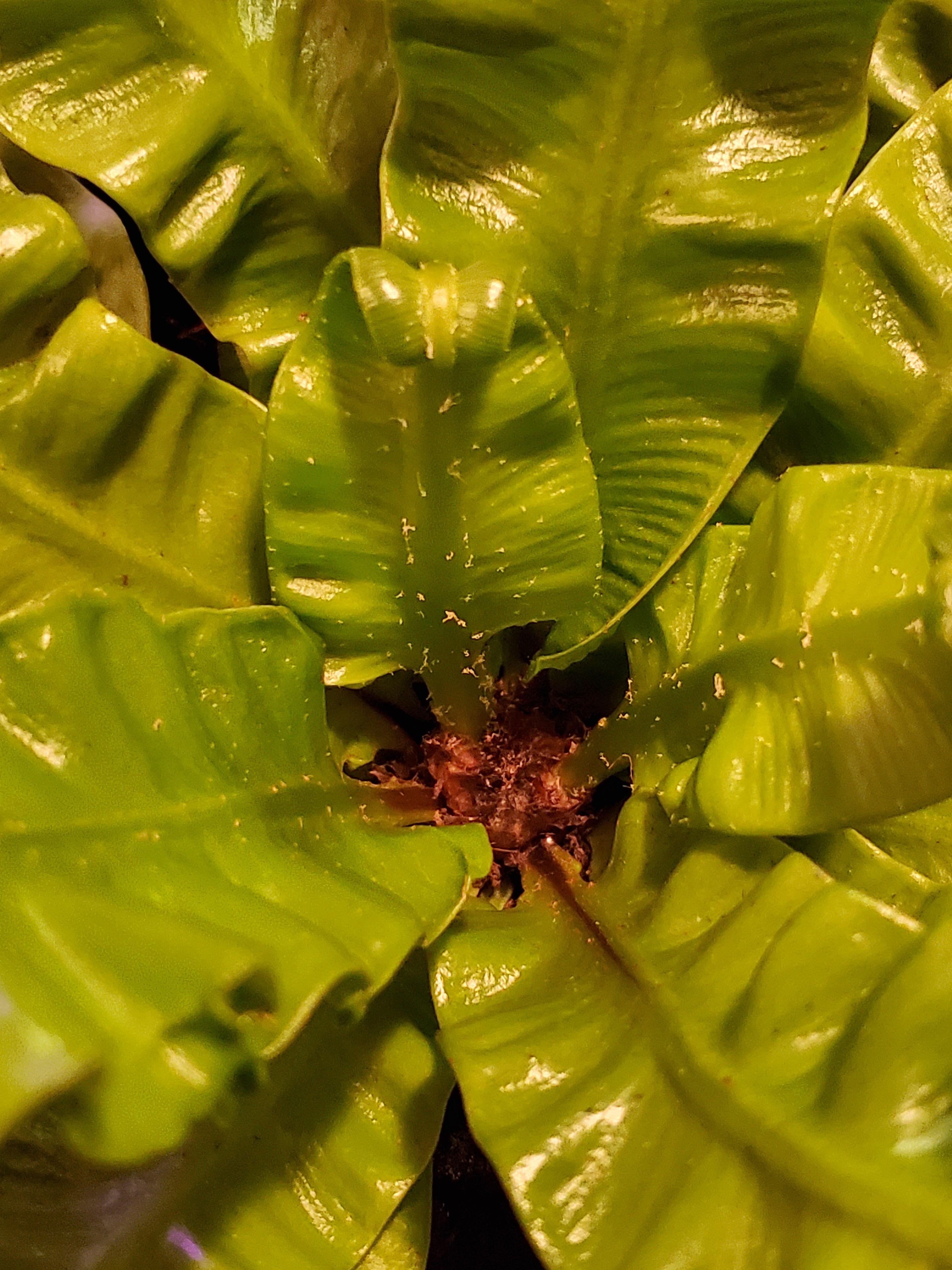 [HELP] Crispy wave fern and white specks
