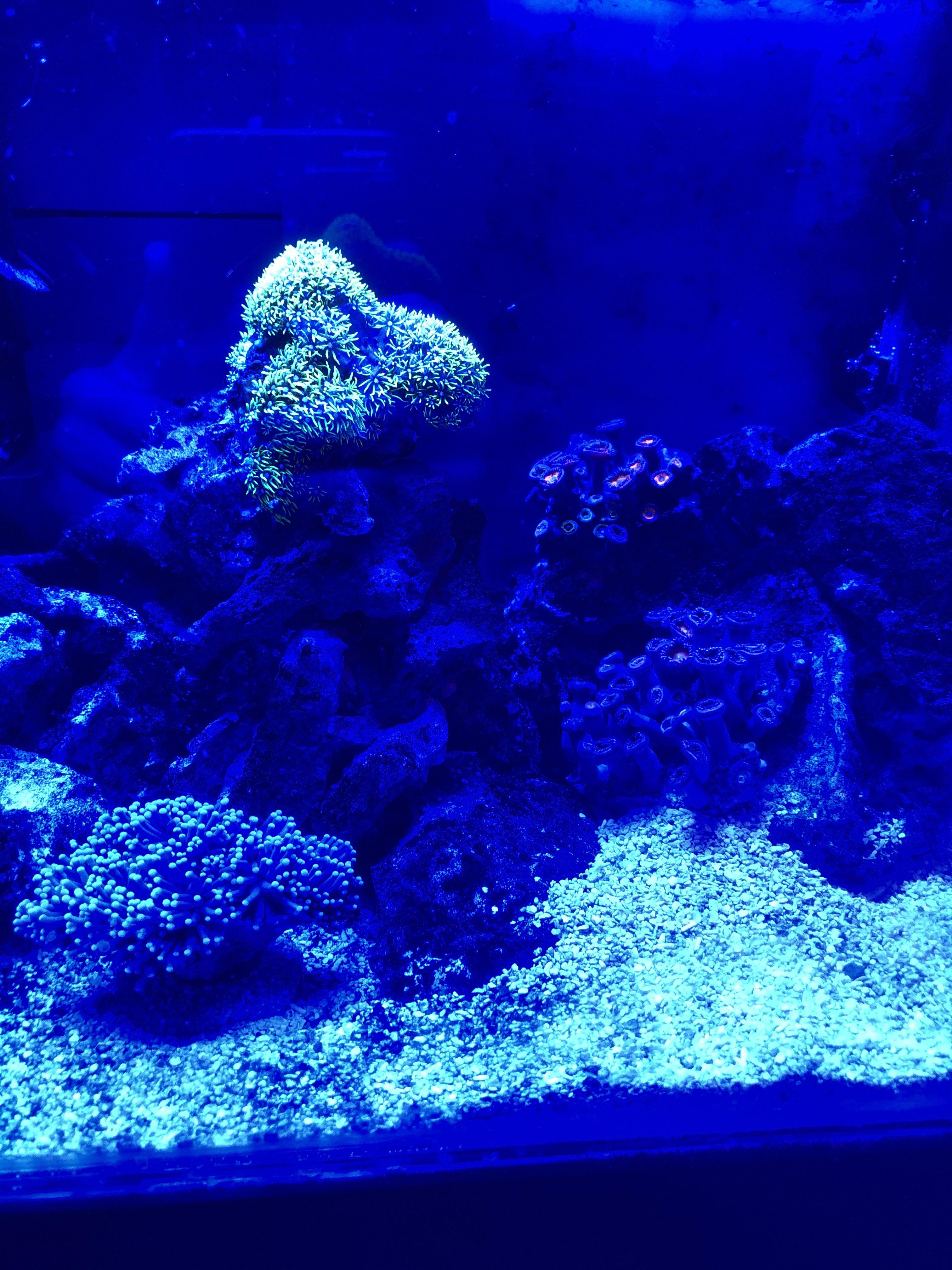 Why do my zoas always do poorly? I have been keeping tanks for about 2