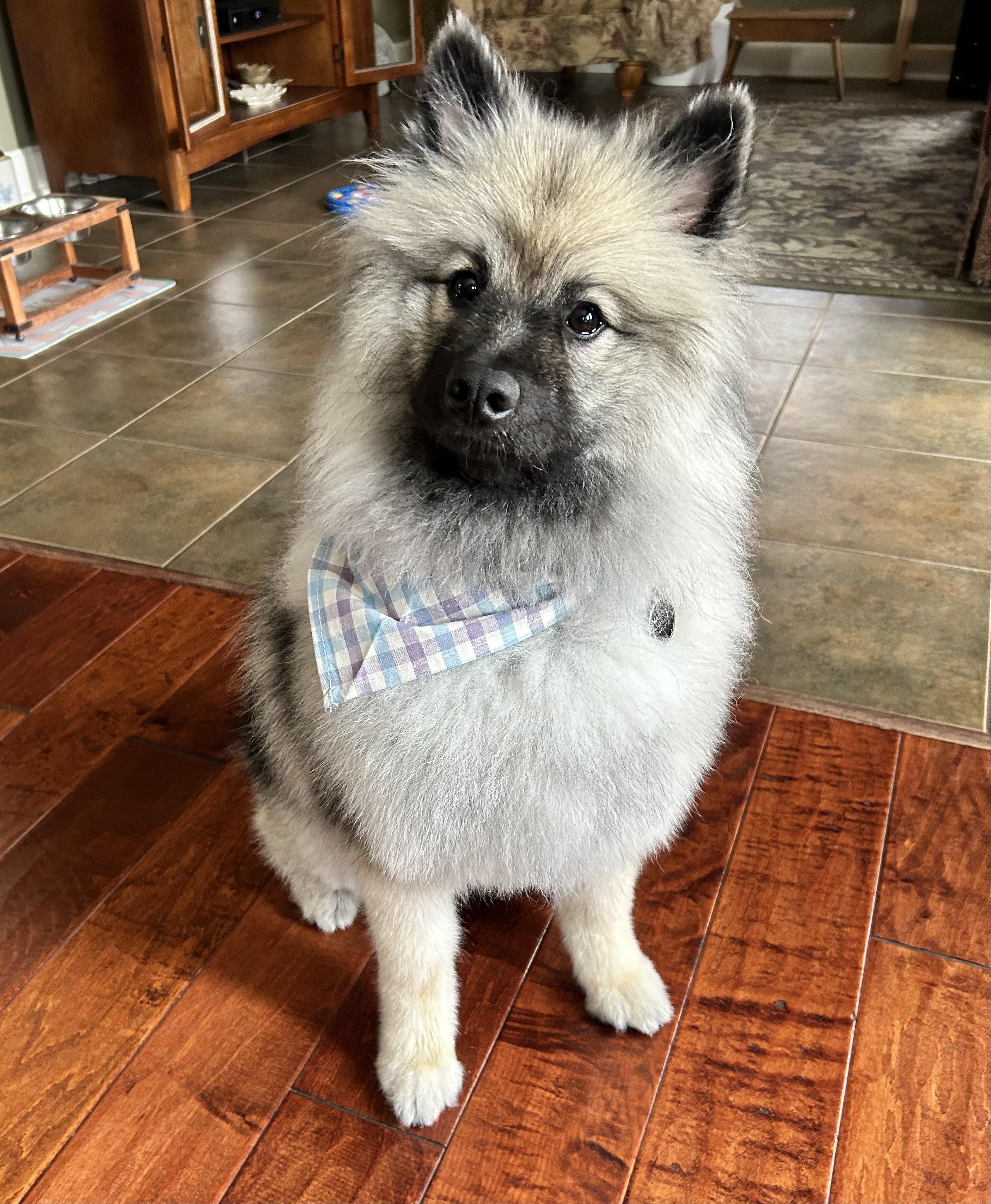 Maggie is posing, looking pretty after her grooming visit. r/Keeshond