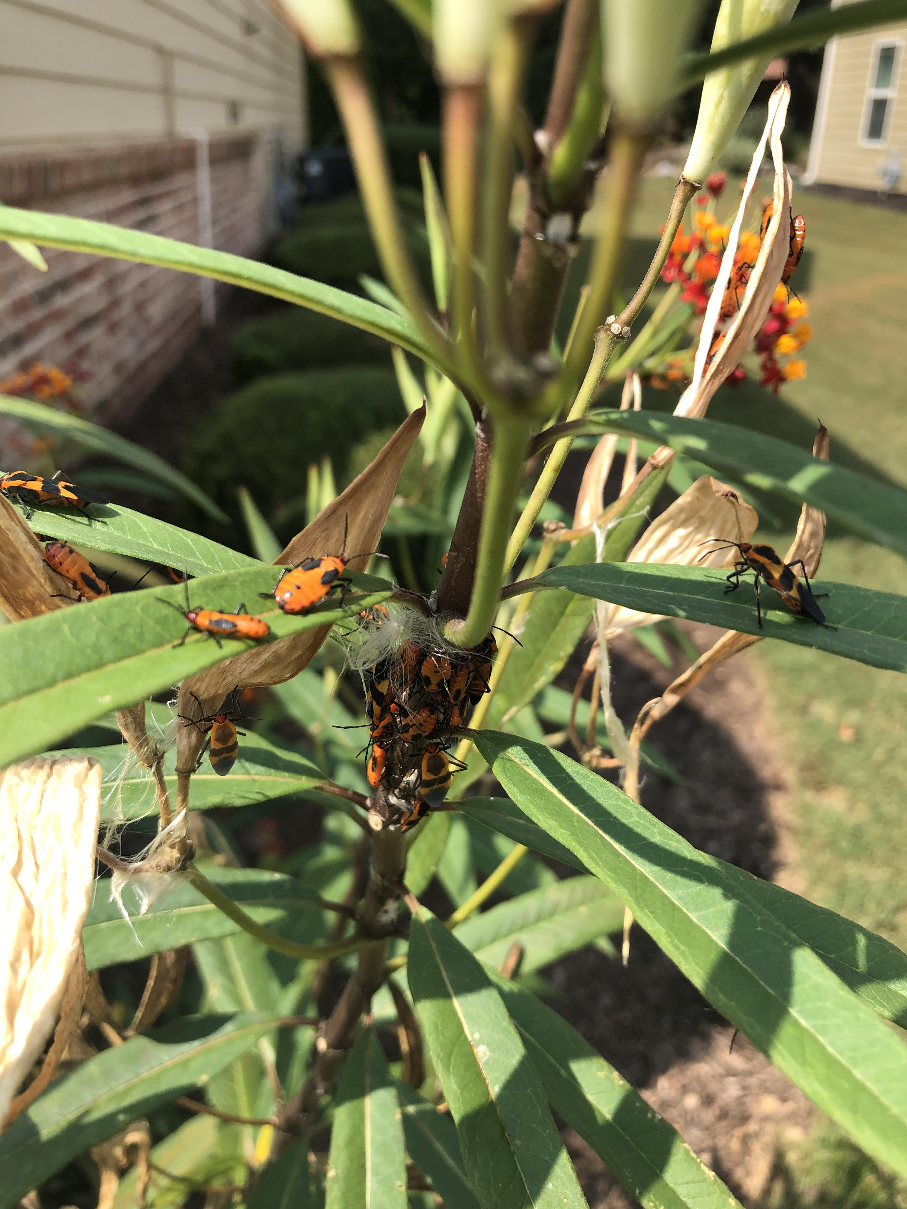 Does anyone know what kind of bugs are living on my butterfly Weed? Are