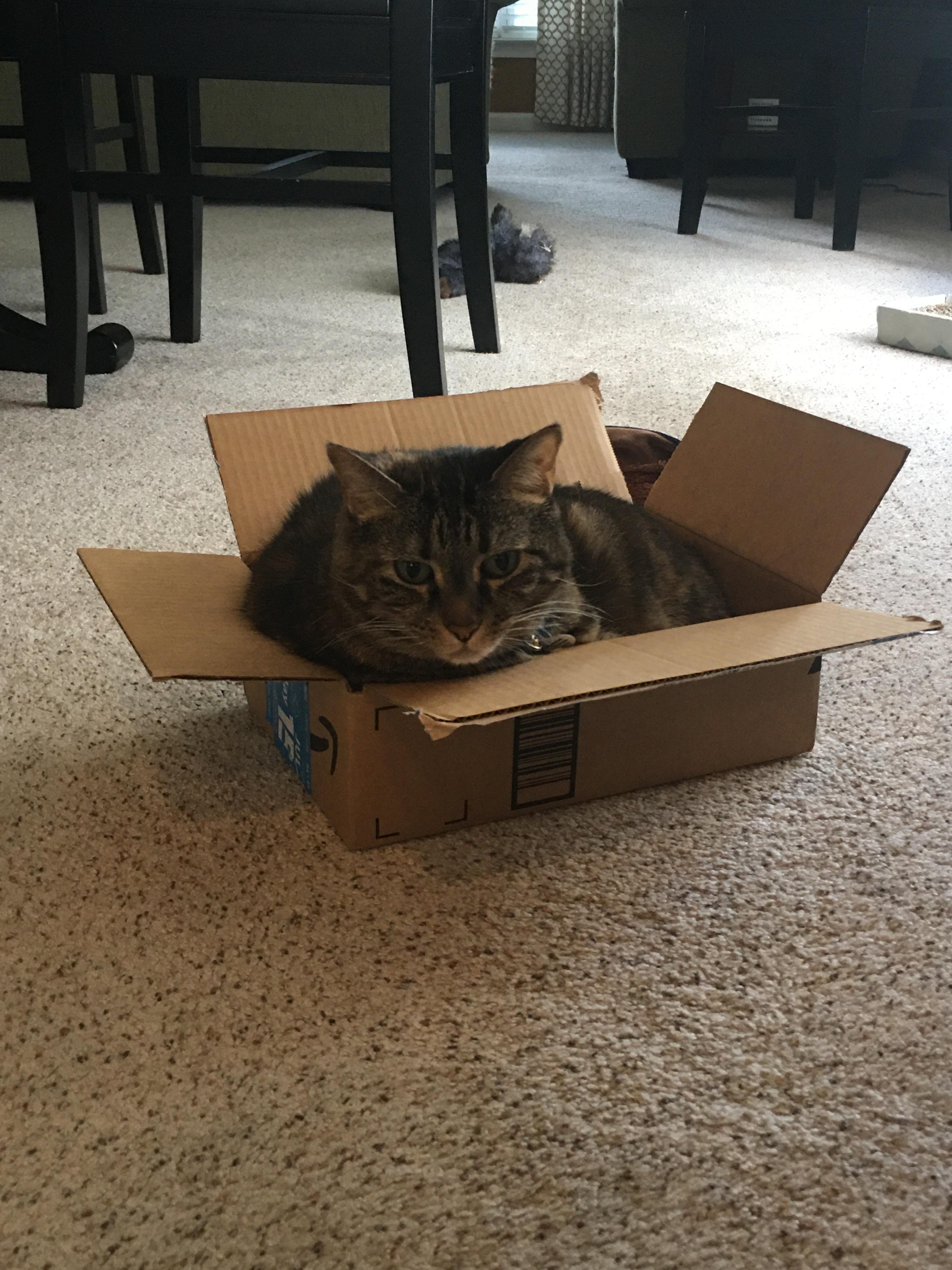 Caroline likes boxes too small for her. r/TIGHTPUSSY