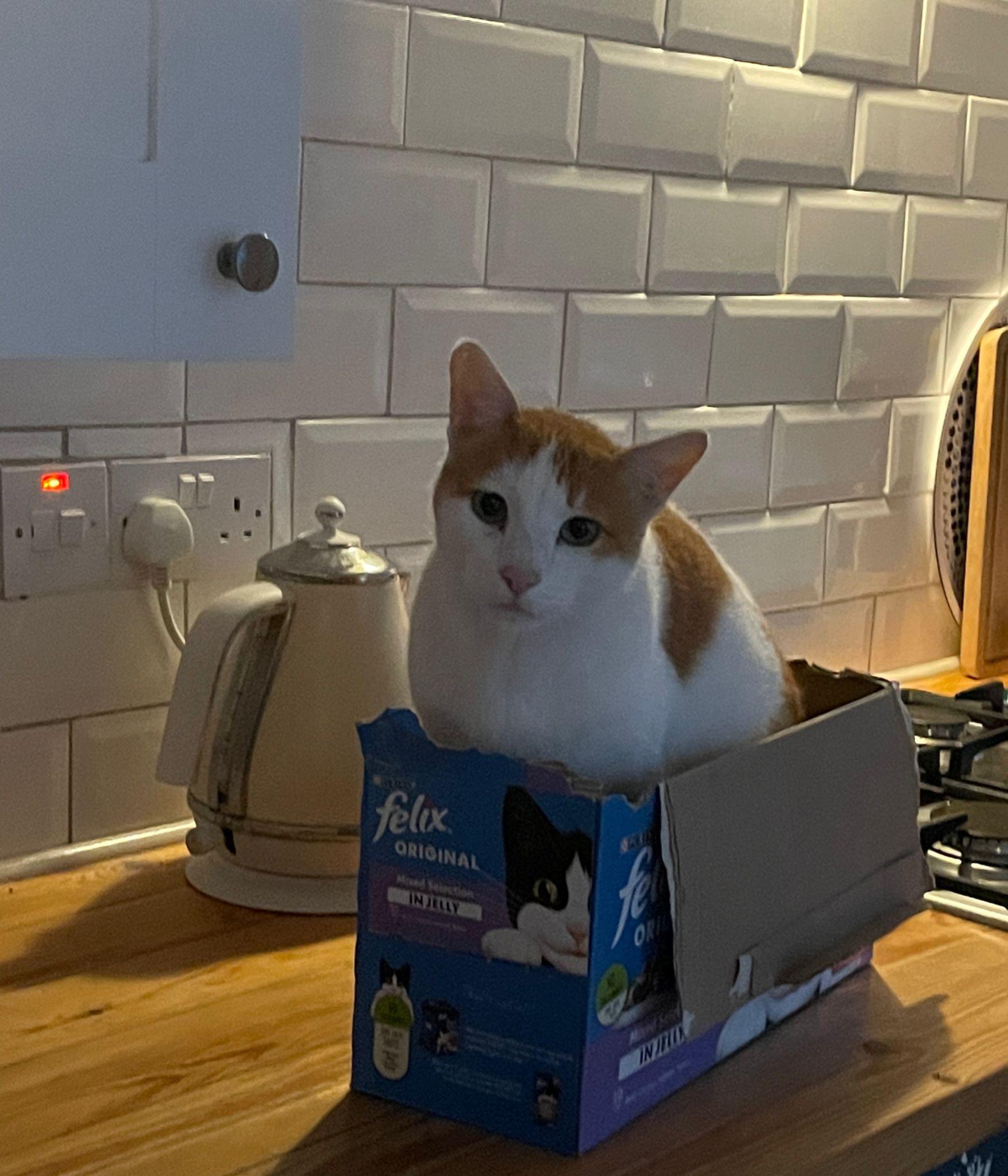 Cat Food r/FunnyAnimals