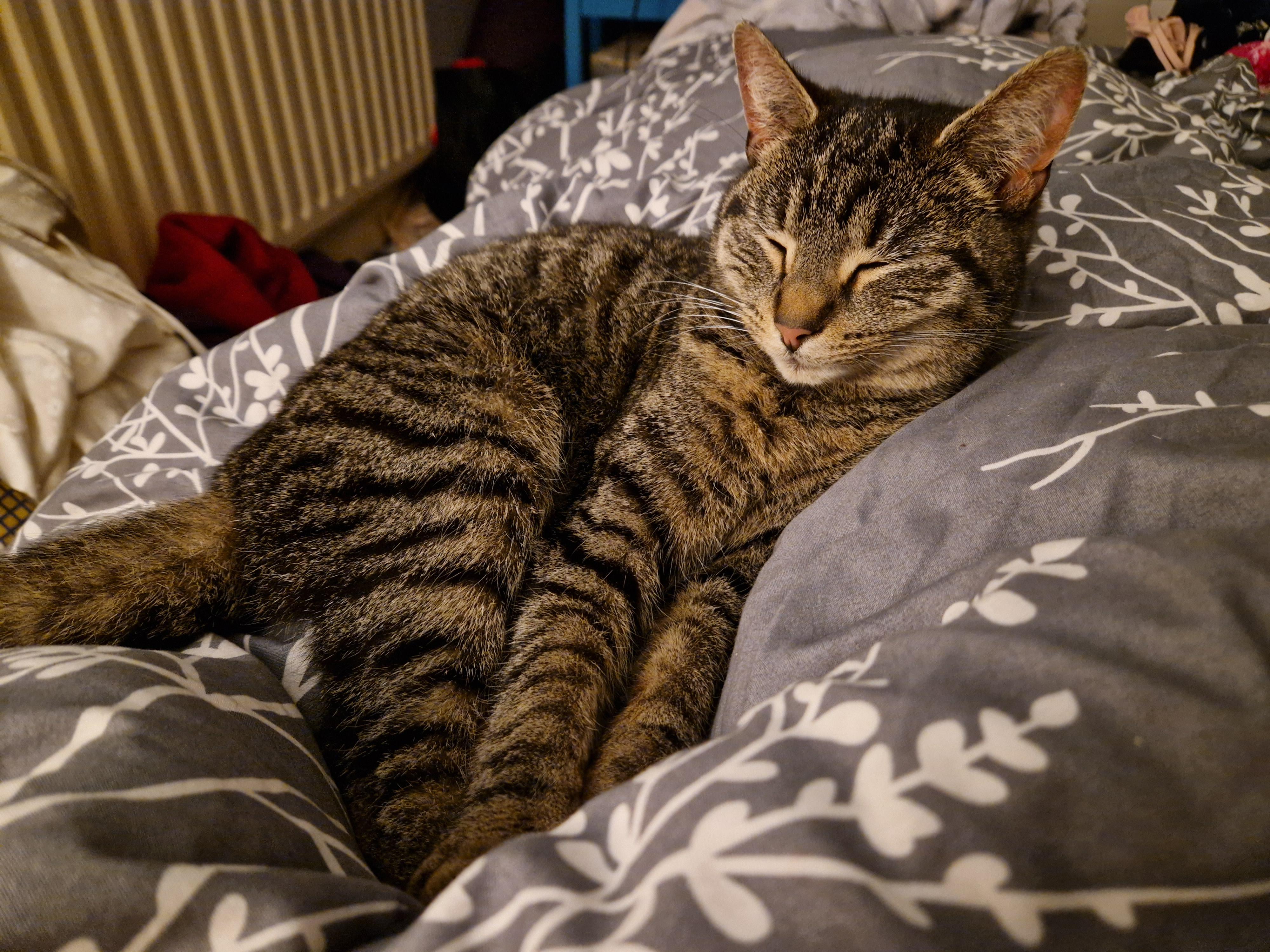 How & why do cats sleep with their heads upright? r/cats