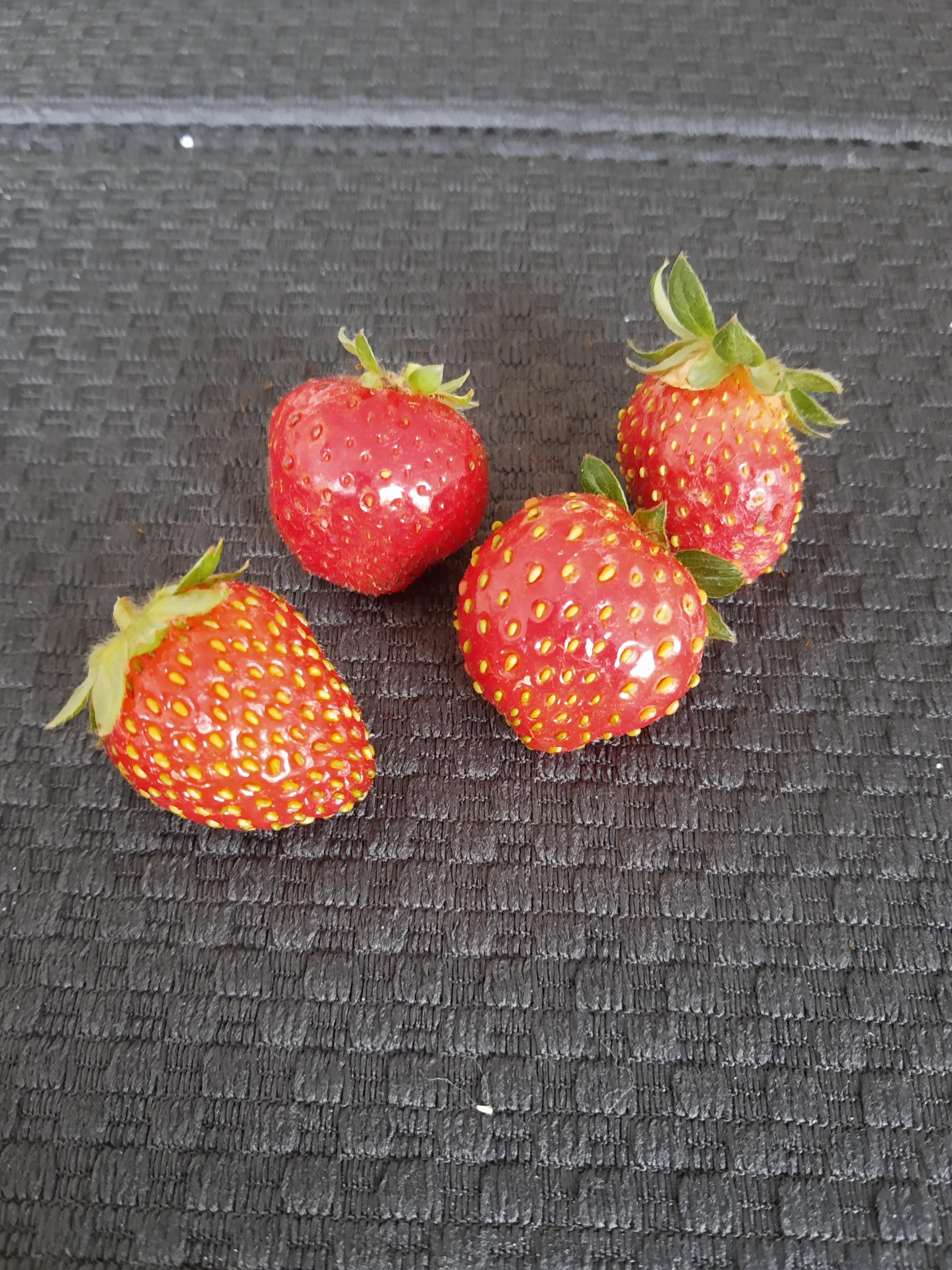 My first 4 strawberries of the season for zone 5b. Can't wait to get