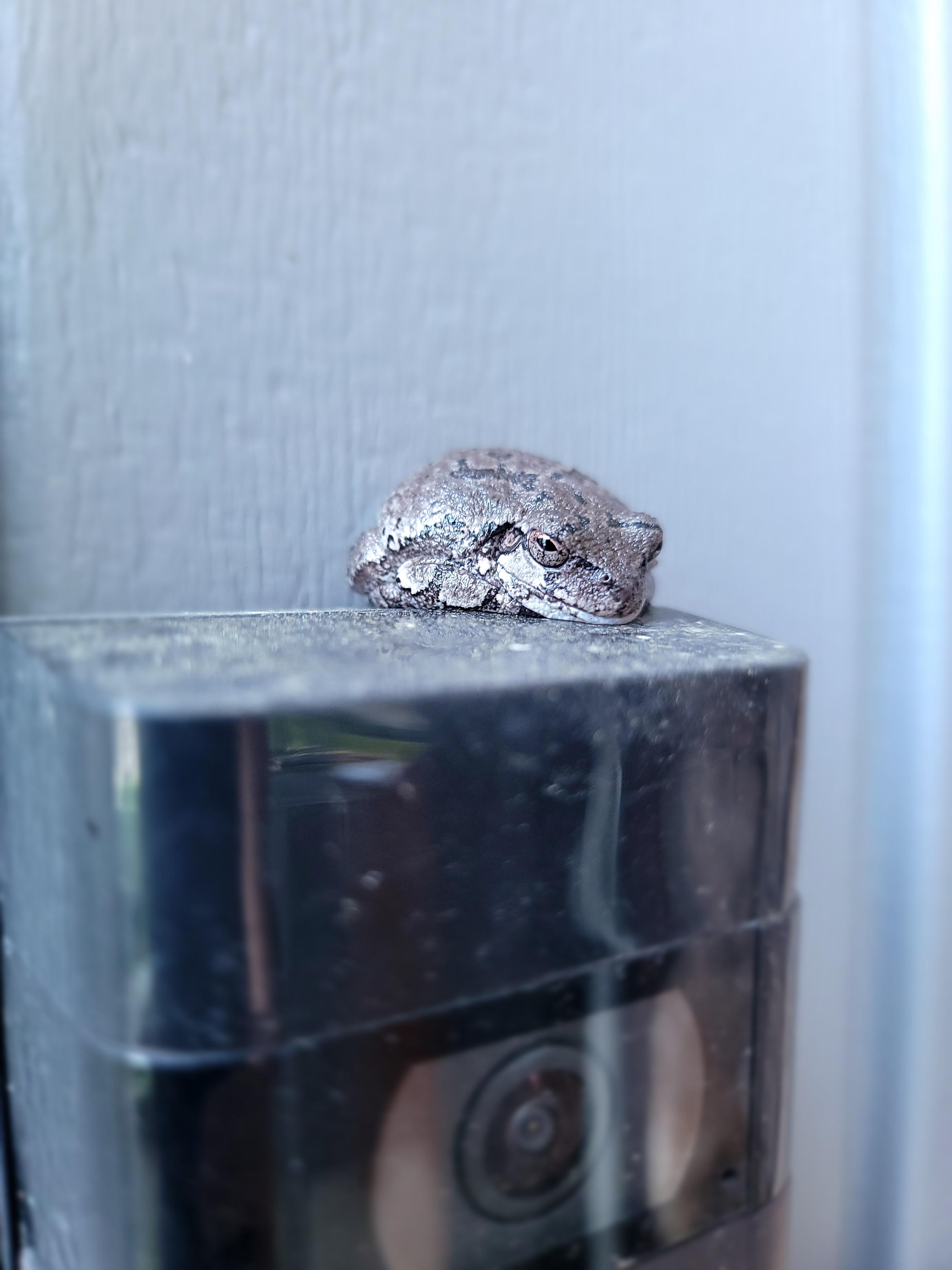 Chilling on my ring doorbell frogs
