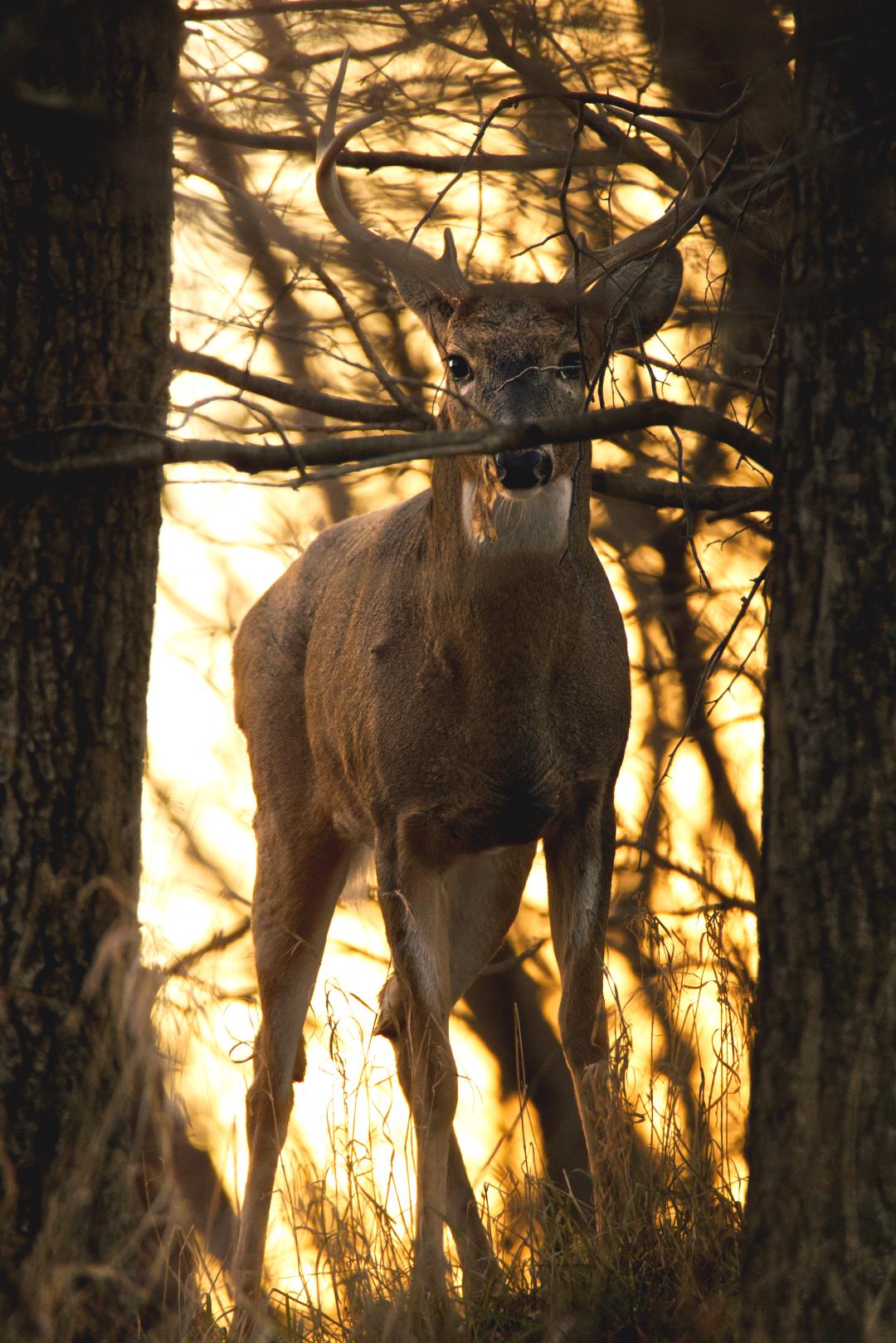 Large Whitetail buck at sunset in Iowa r/wildlifephotography