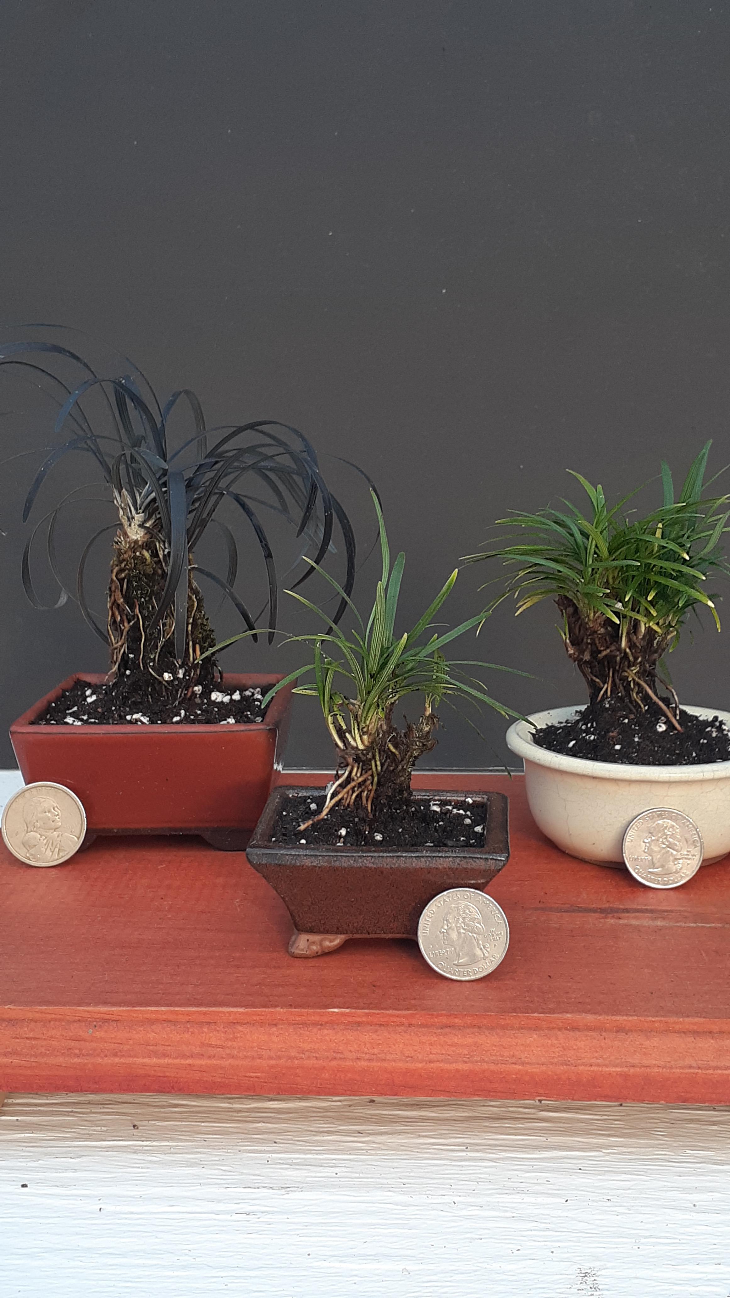 Mondo accent plants r/Bonsai