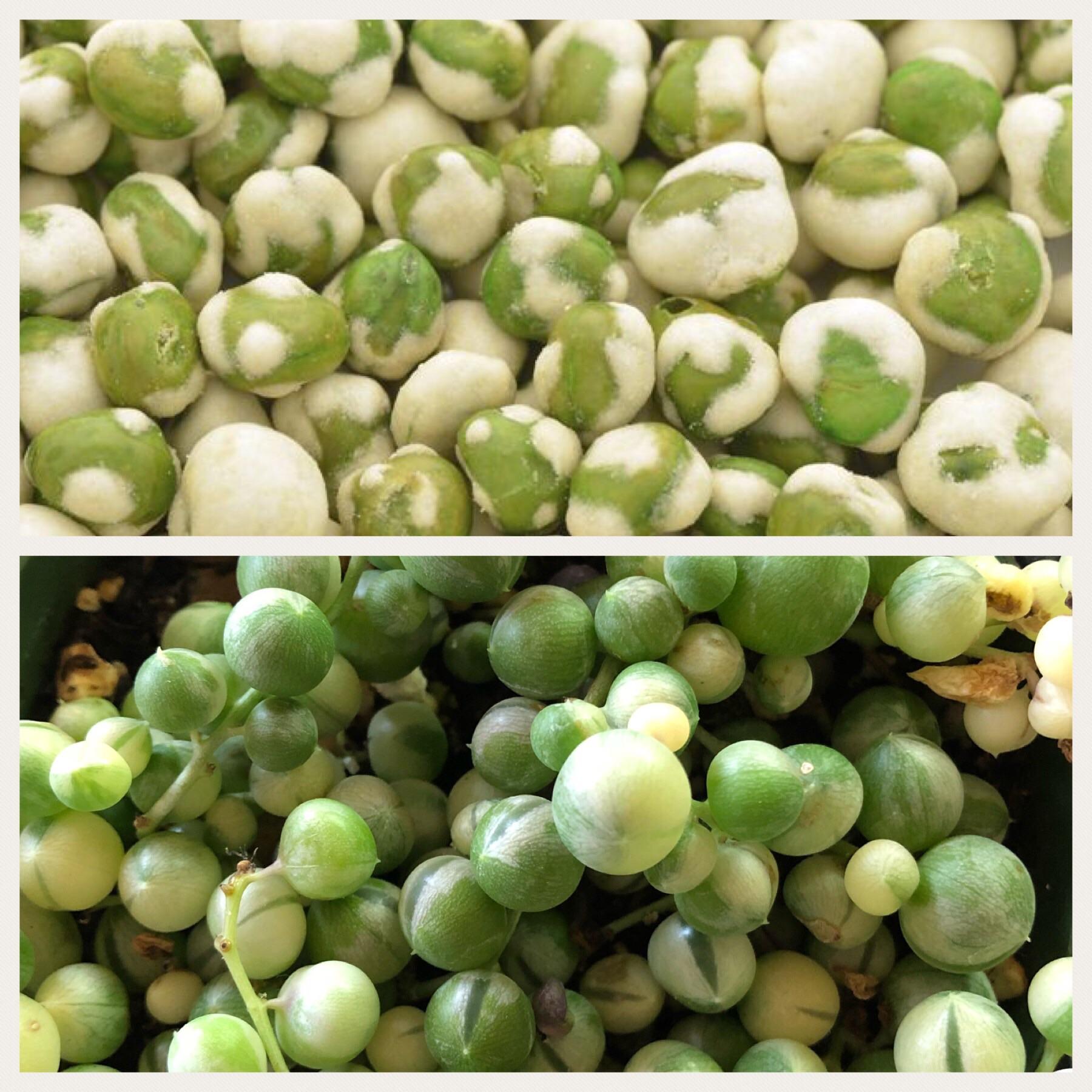 Wasabi Peas or Variegated Pearls? r/succulents