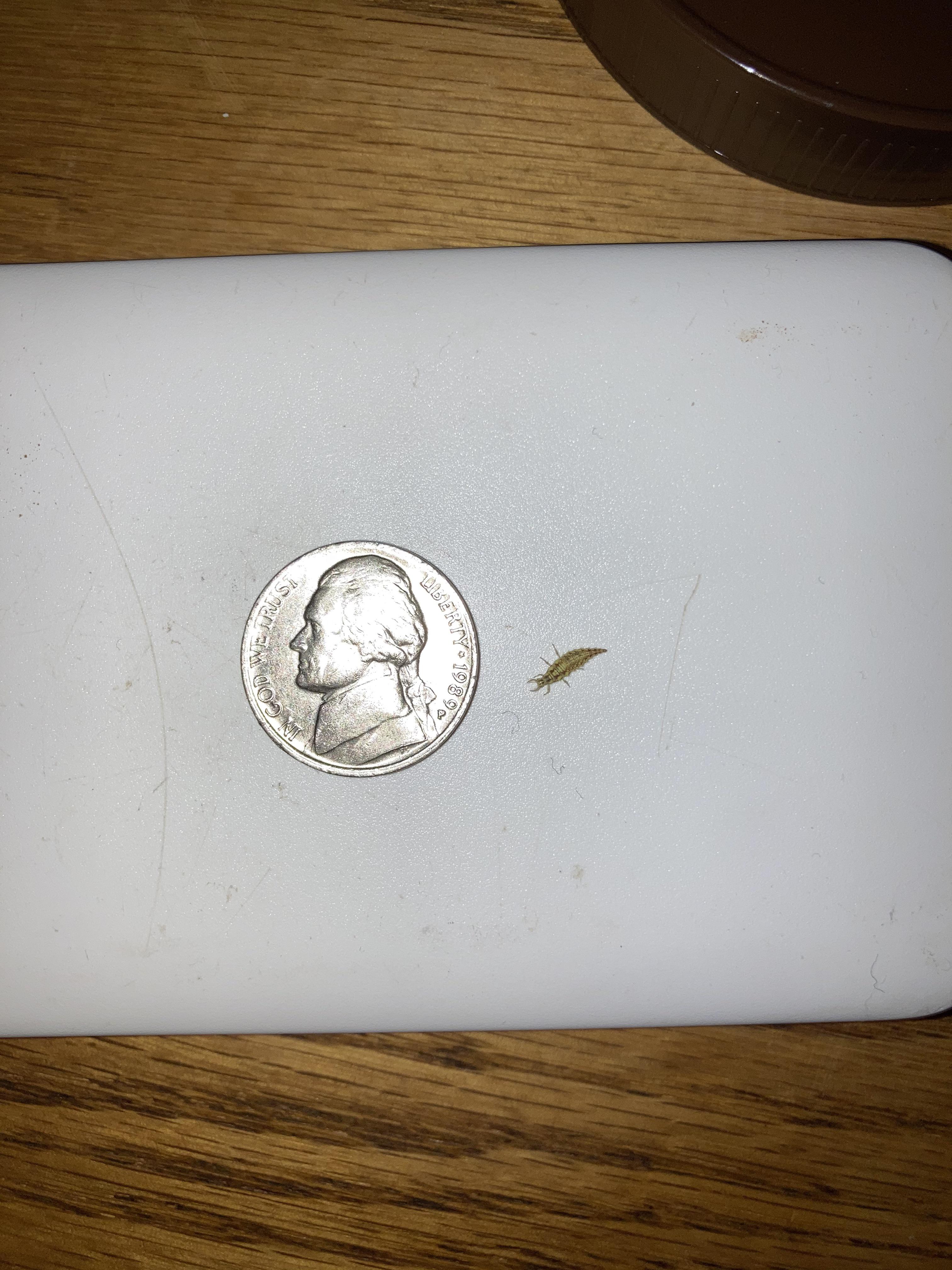 Very tiny bug found on raspberries I bought from the grocery store