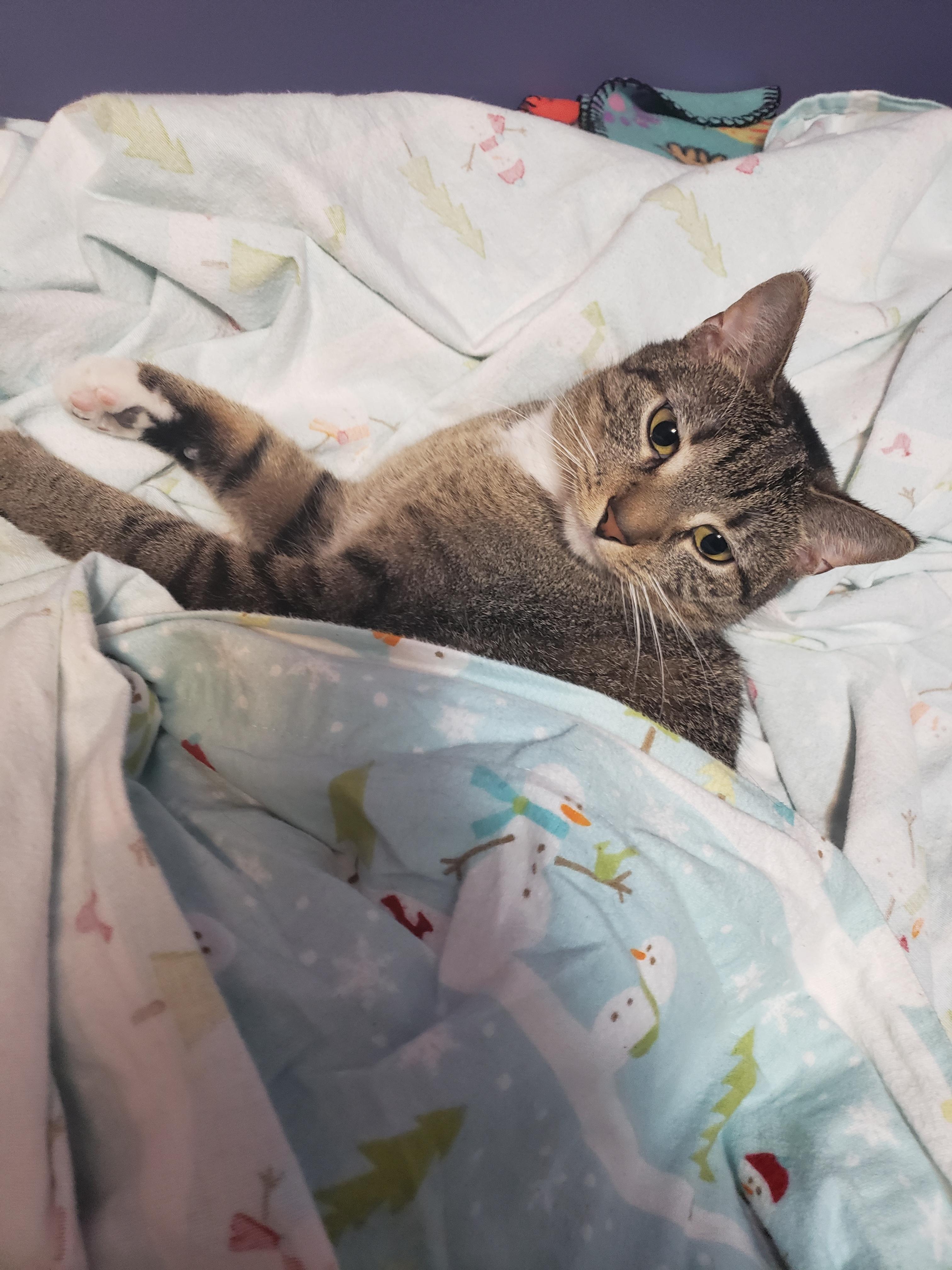 Testing out the new bed sheets r/tuckedinkitties